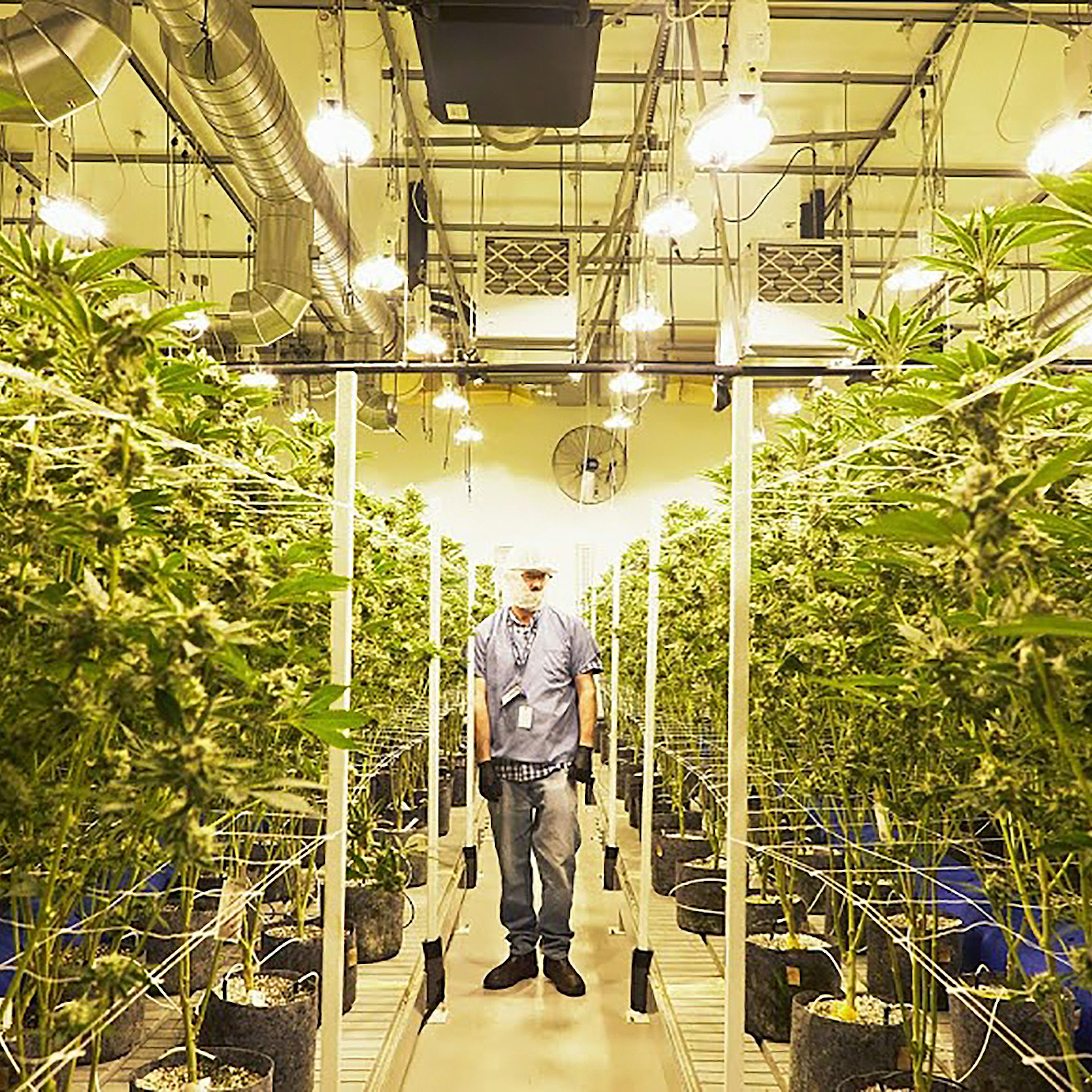 Caliva San Jose Grow Room