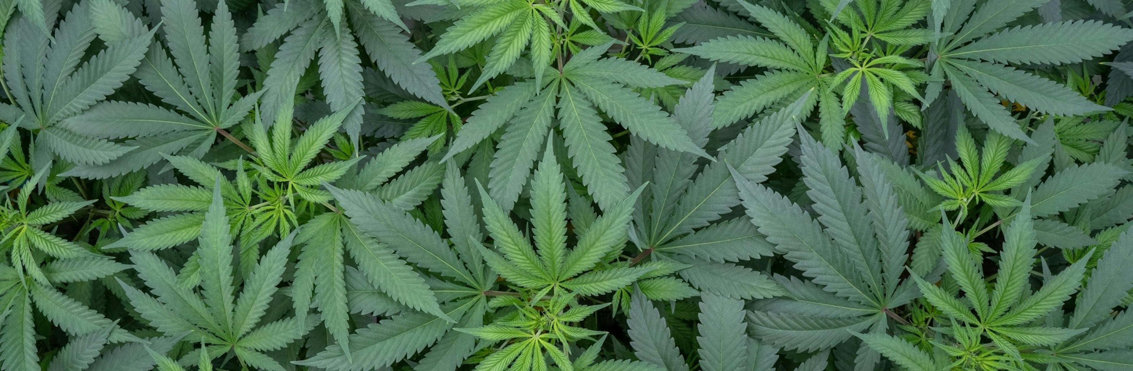 New to cannabis banner