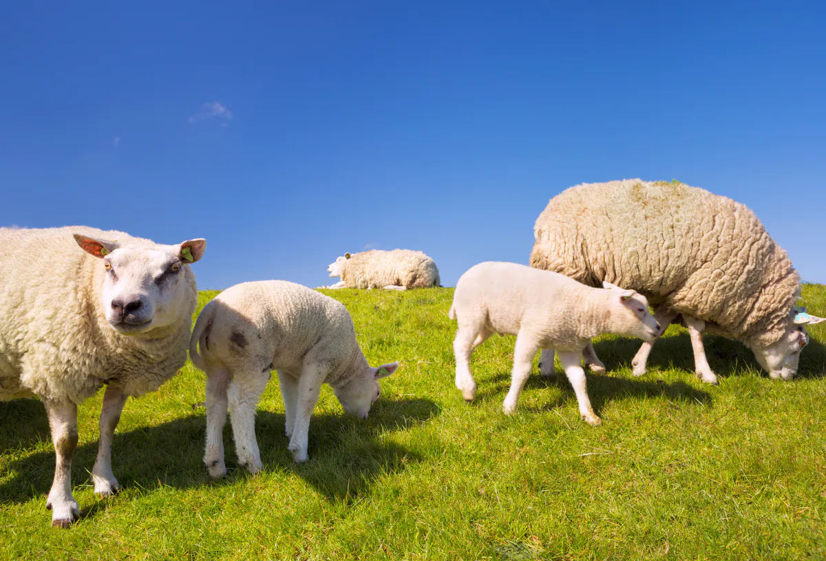 Lammetjes