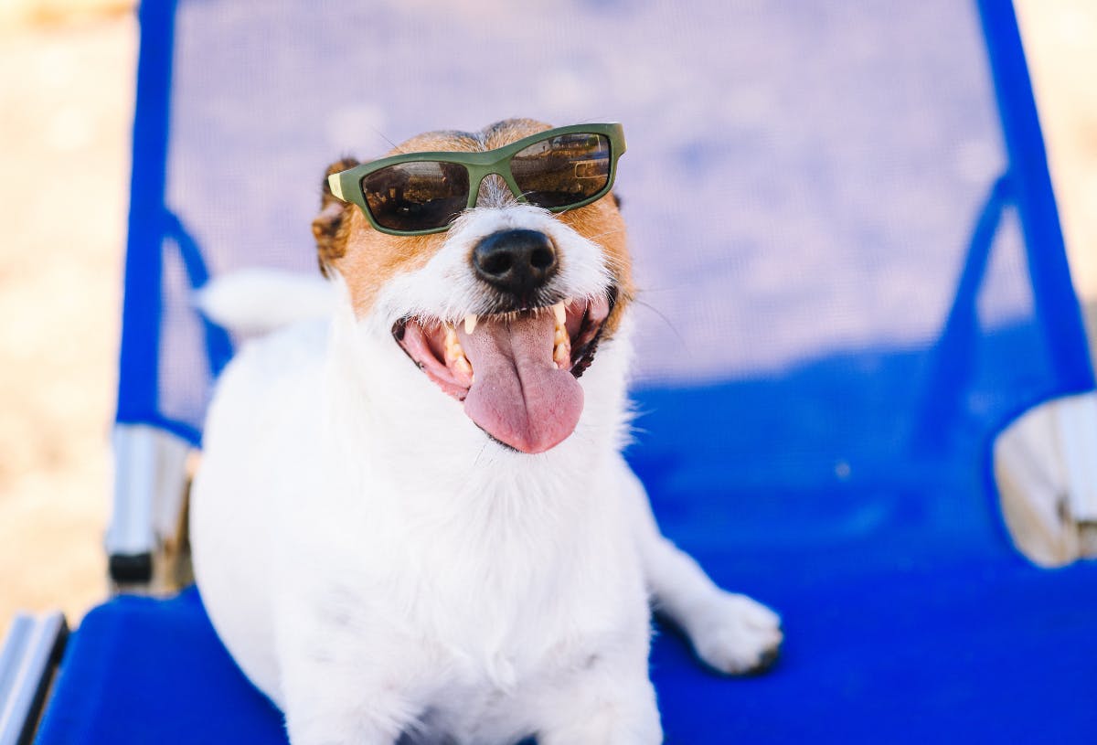 Hond op het strand