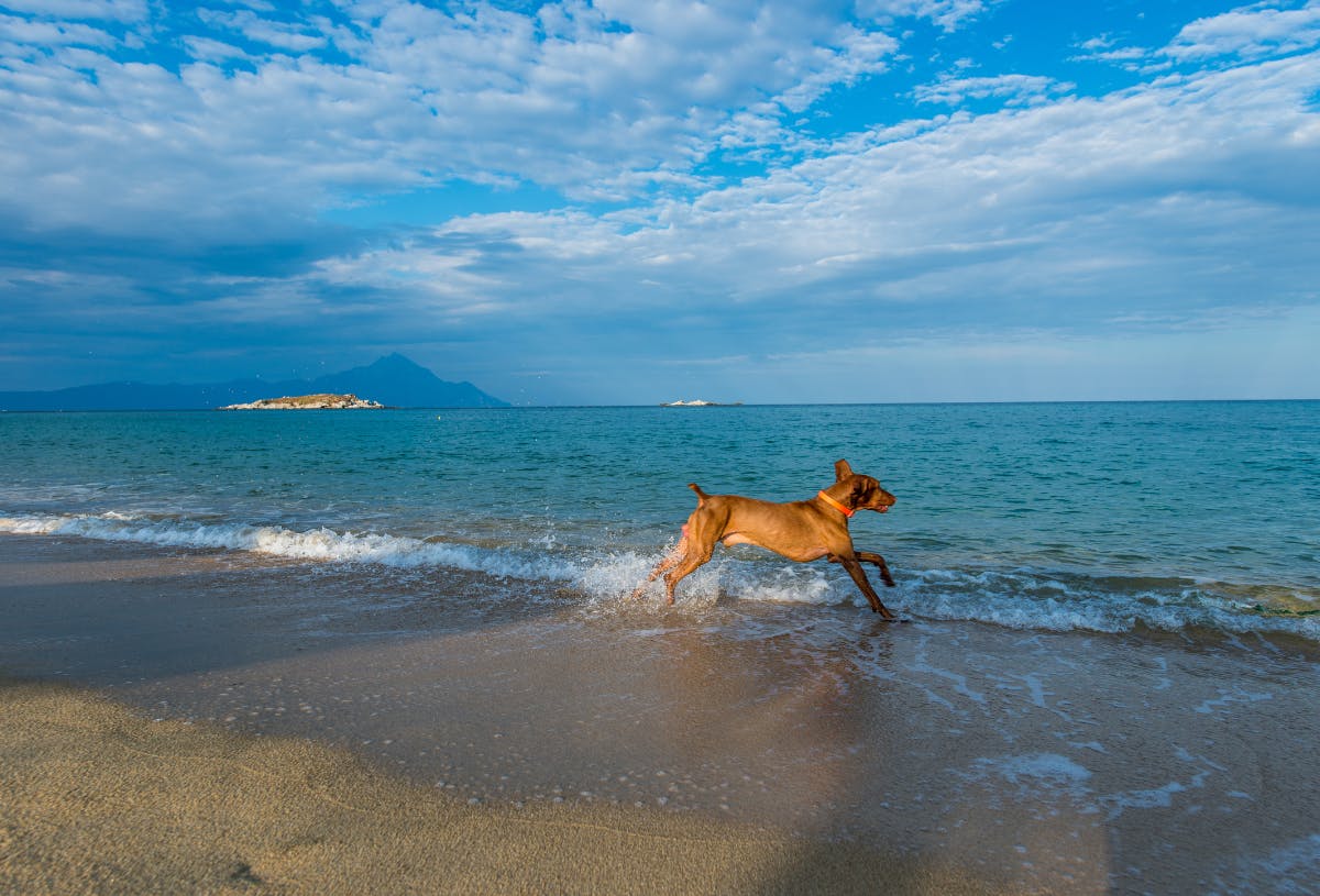 Dog-friendly beaches