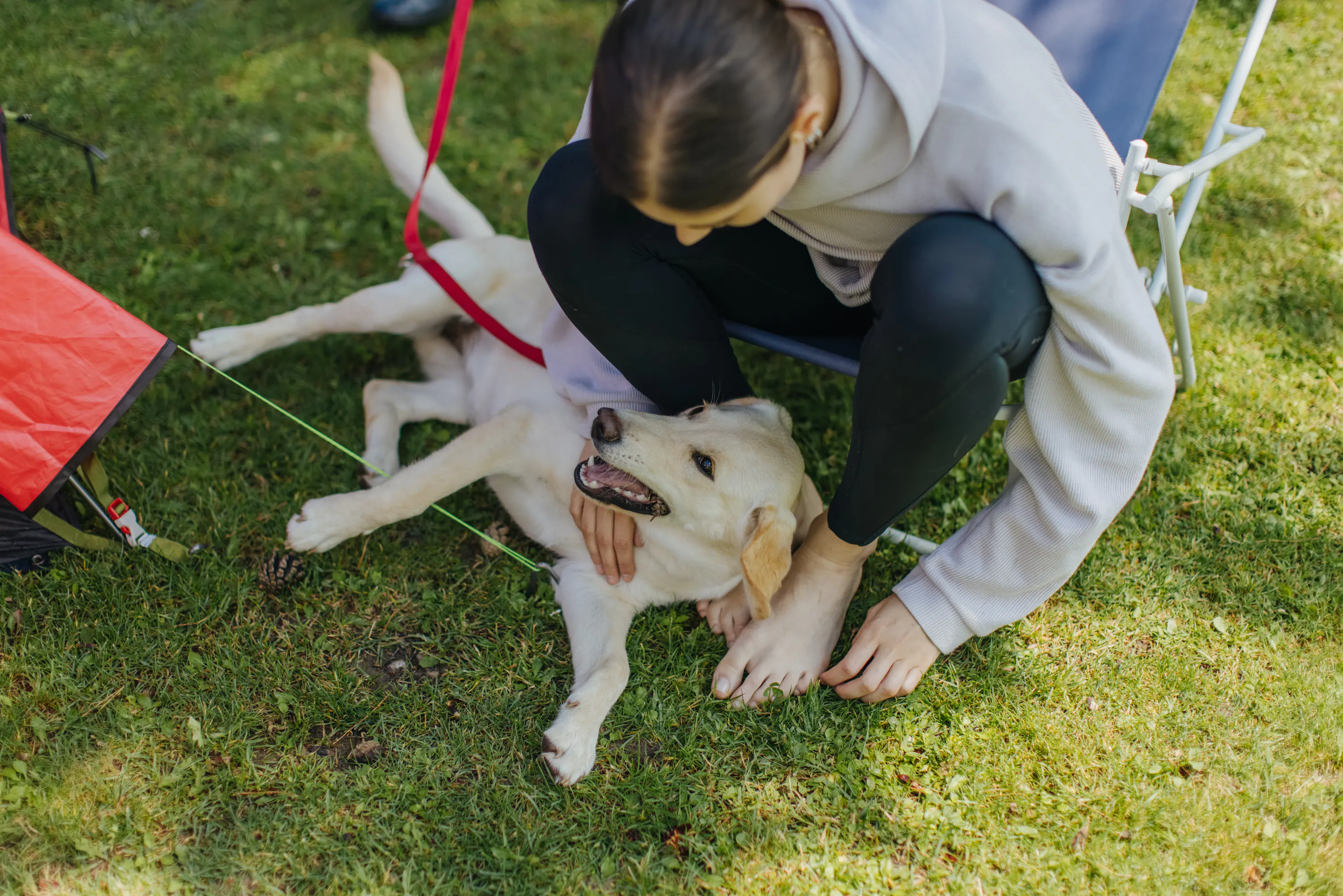 Hund mit Besitzerin auf Gras und Campingstuhl