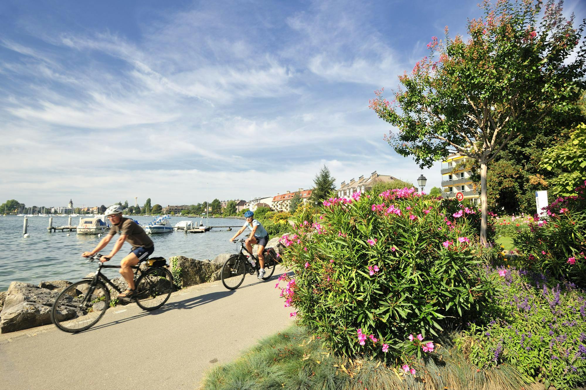 Zwei Velofahrer fahren am Genfersee in Morges entlang mit blühenden Büschen im Vordergrund
