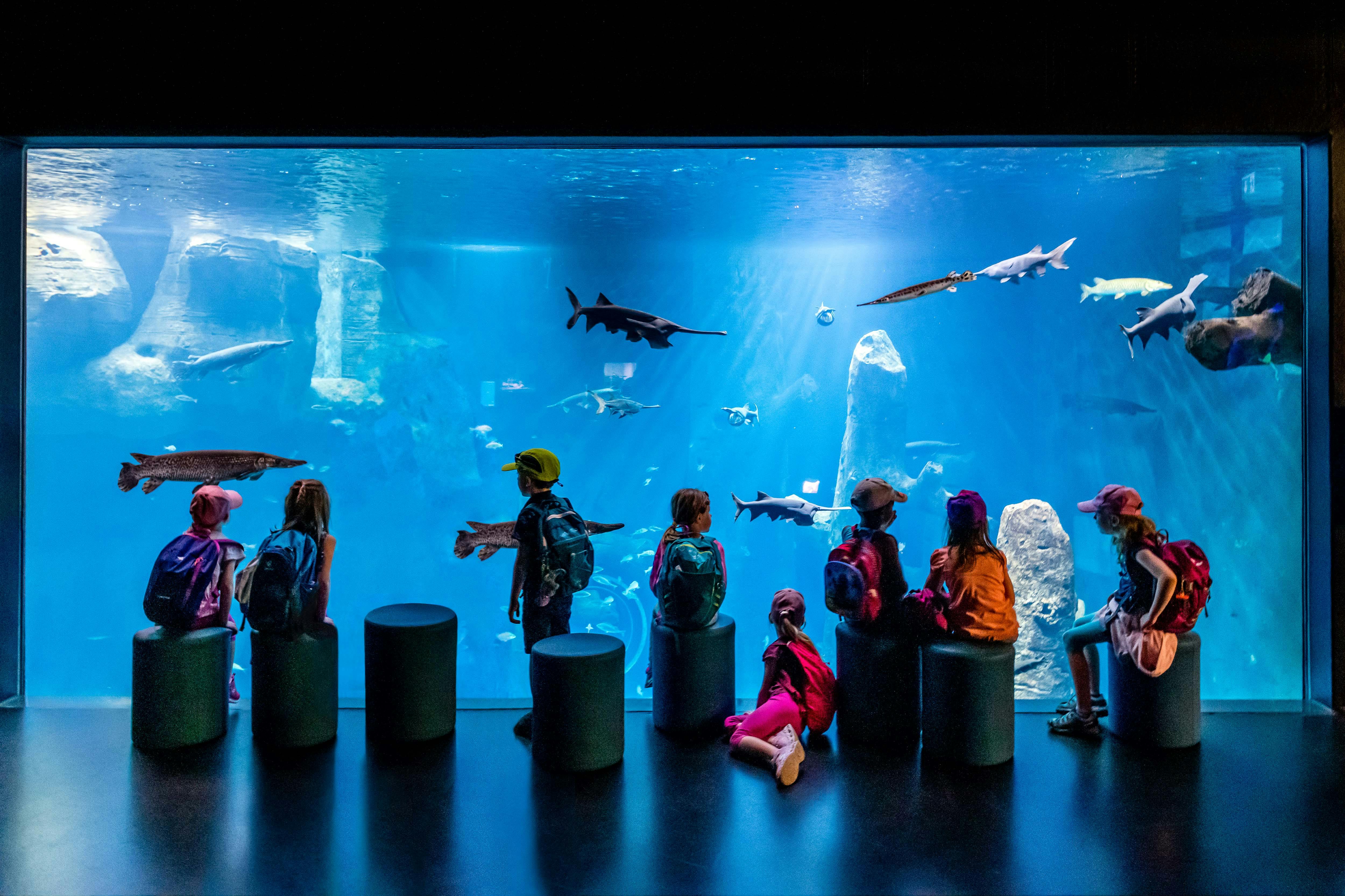 Kinder vor einem Aquarium im Aquatis in Lausanne