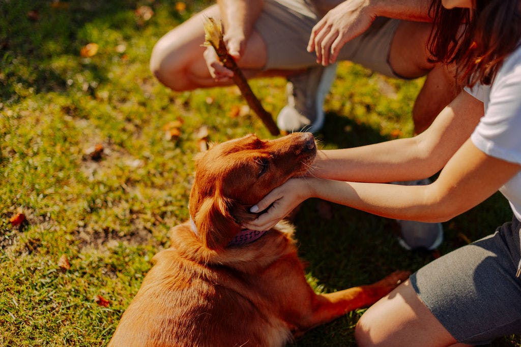 Ein Hund wird von zwei Personen gestreichelt, die Personen sind nicht im Bild