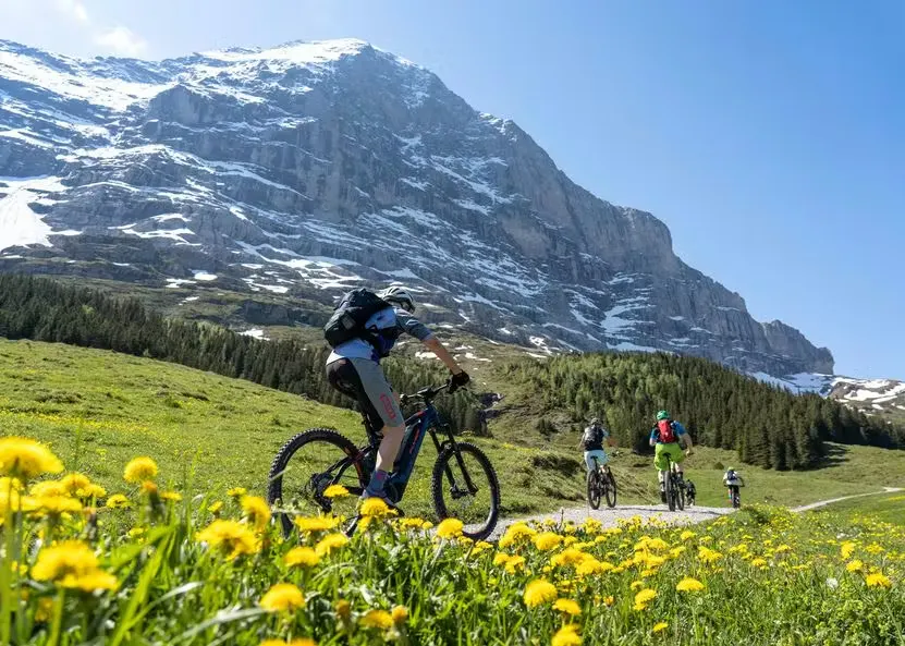 mehrere Mountainbiker auf einer flachen Strecke in den Bergen mit blühenden Blumen im Vordergrund und einem grossen schneebedeckten Berg im Hintergrund