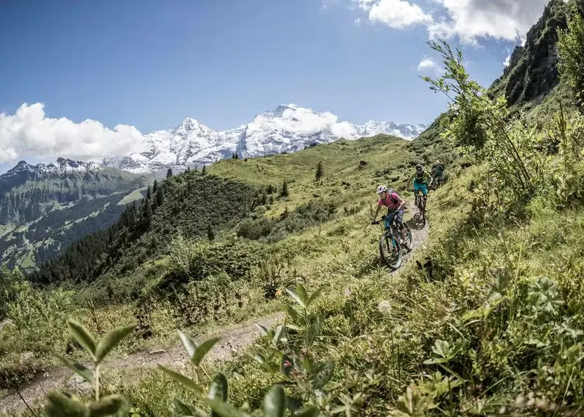 zwei Mountainbiker auf einer Strecke für Mountainbiker und Trailrunner in den Berner Bergen, die durch Bergwiesen führt, mit schneebedeckten Bergen im Hintergrund