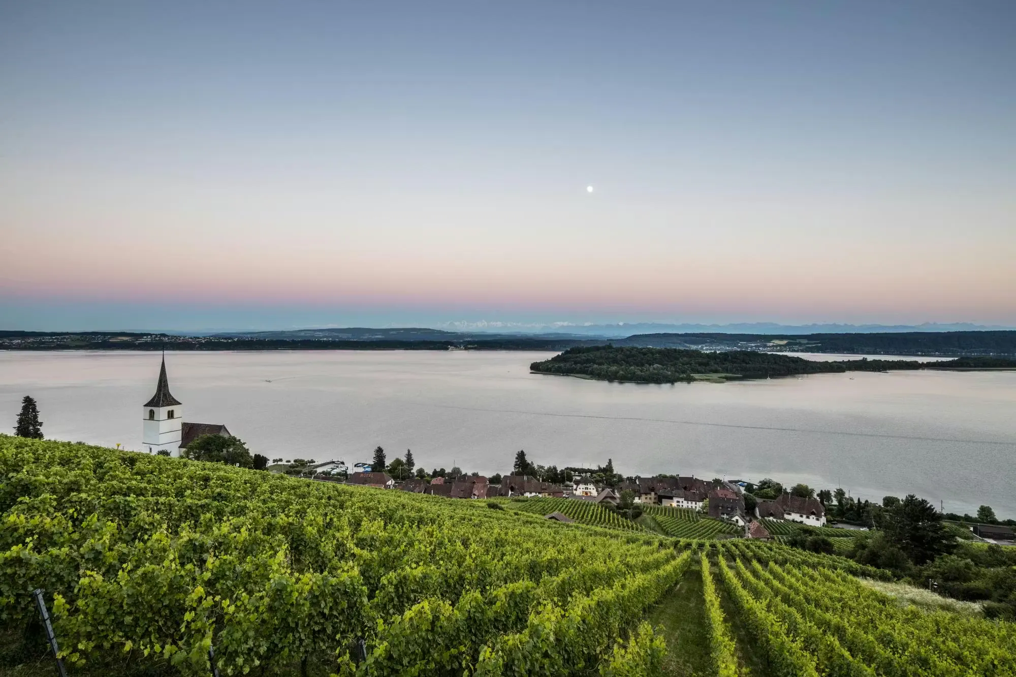 Ausblick auf den Bielersee von den Reben
