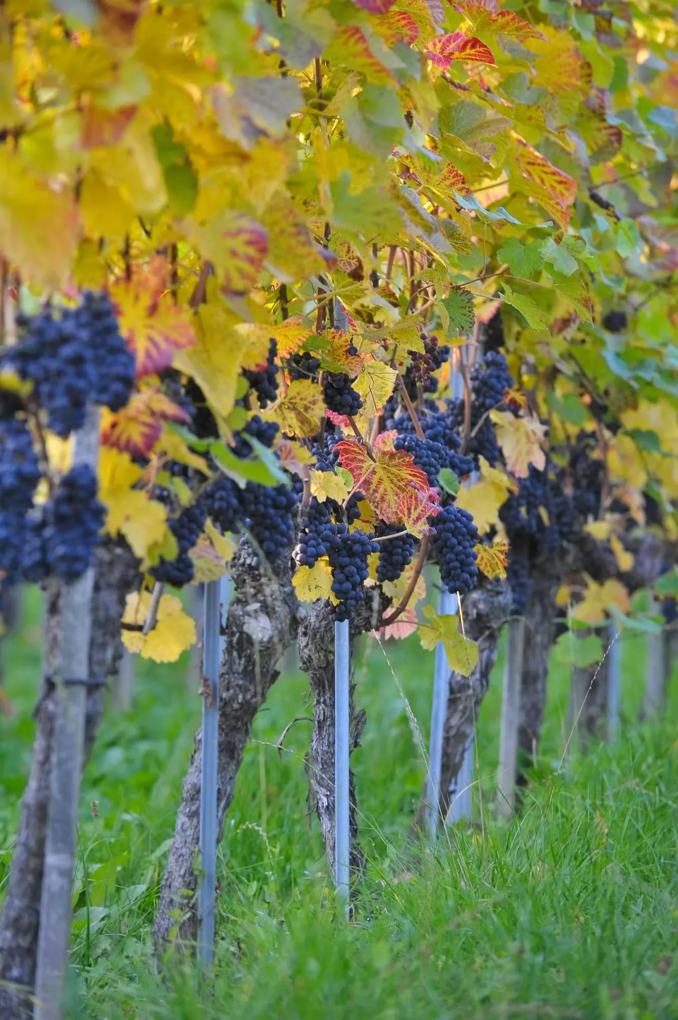 Weinreben mit Weintrauben