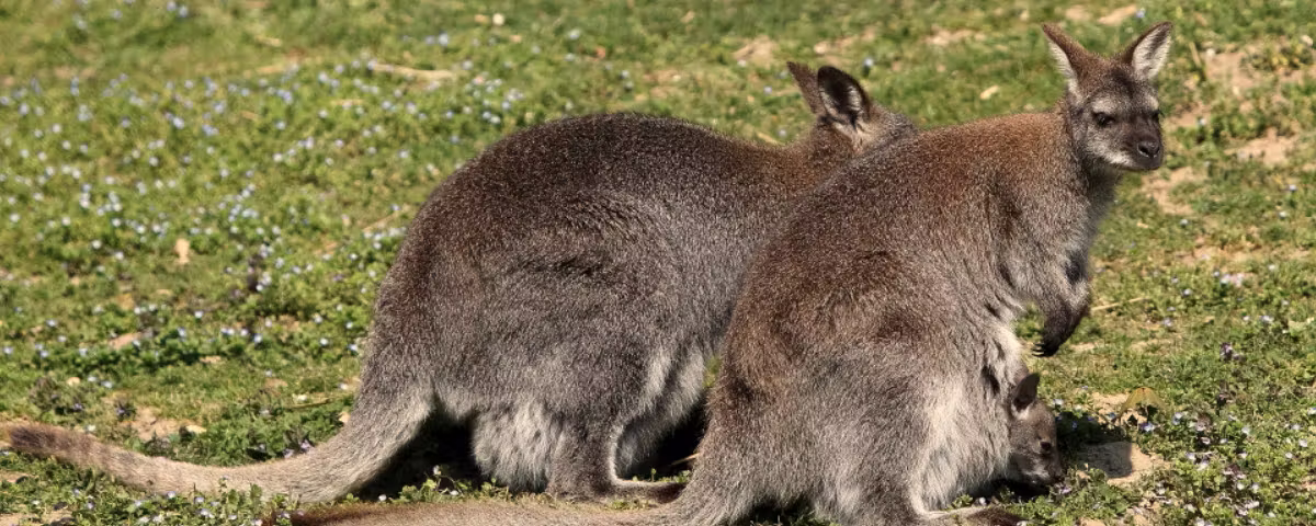 Walliby im Tierpark Tschugg mit Baby im Beutel