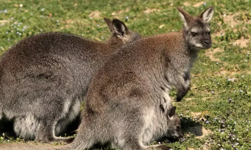 Walliby im Tierpark Tschugg mit Baby im Beutel