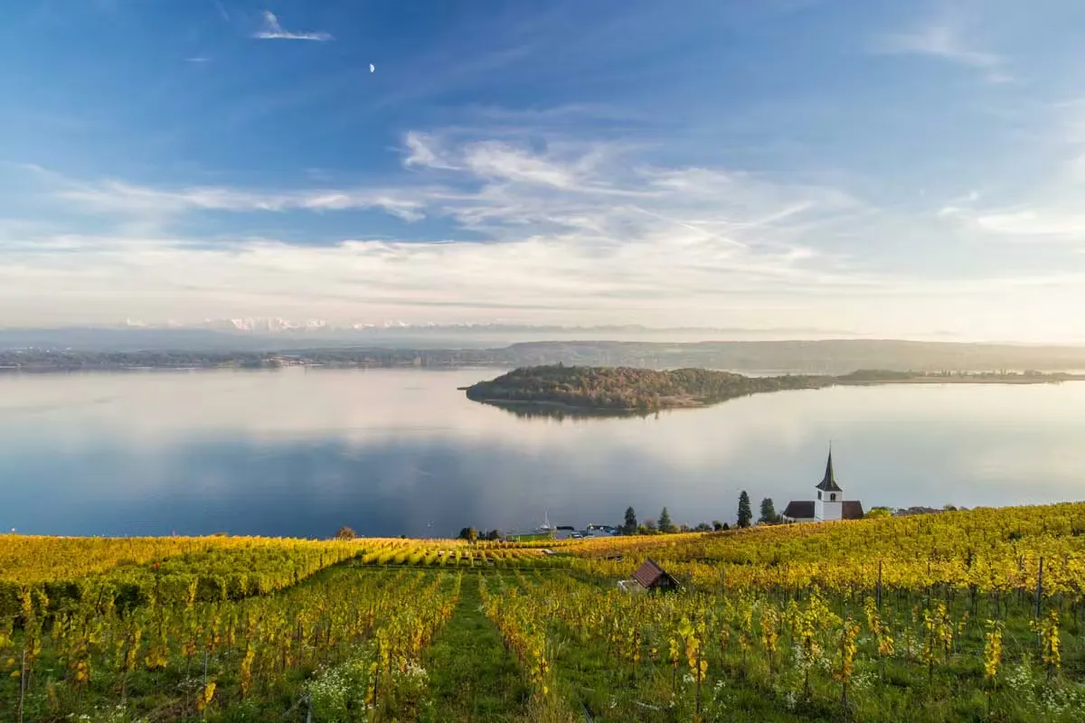 Weinreben am Ufer des Bielersees