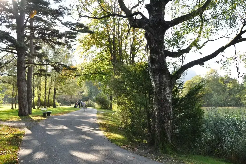 Weg im Giessenpark in Bad Ragaz mit grossen, alten Bäumen und Giessensee