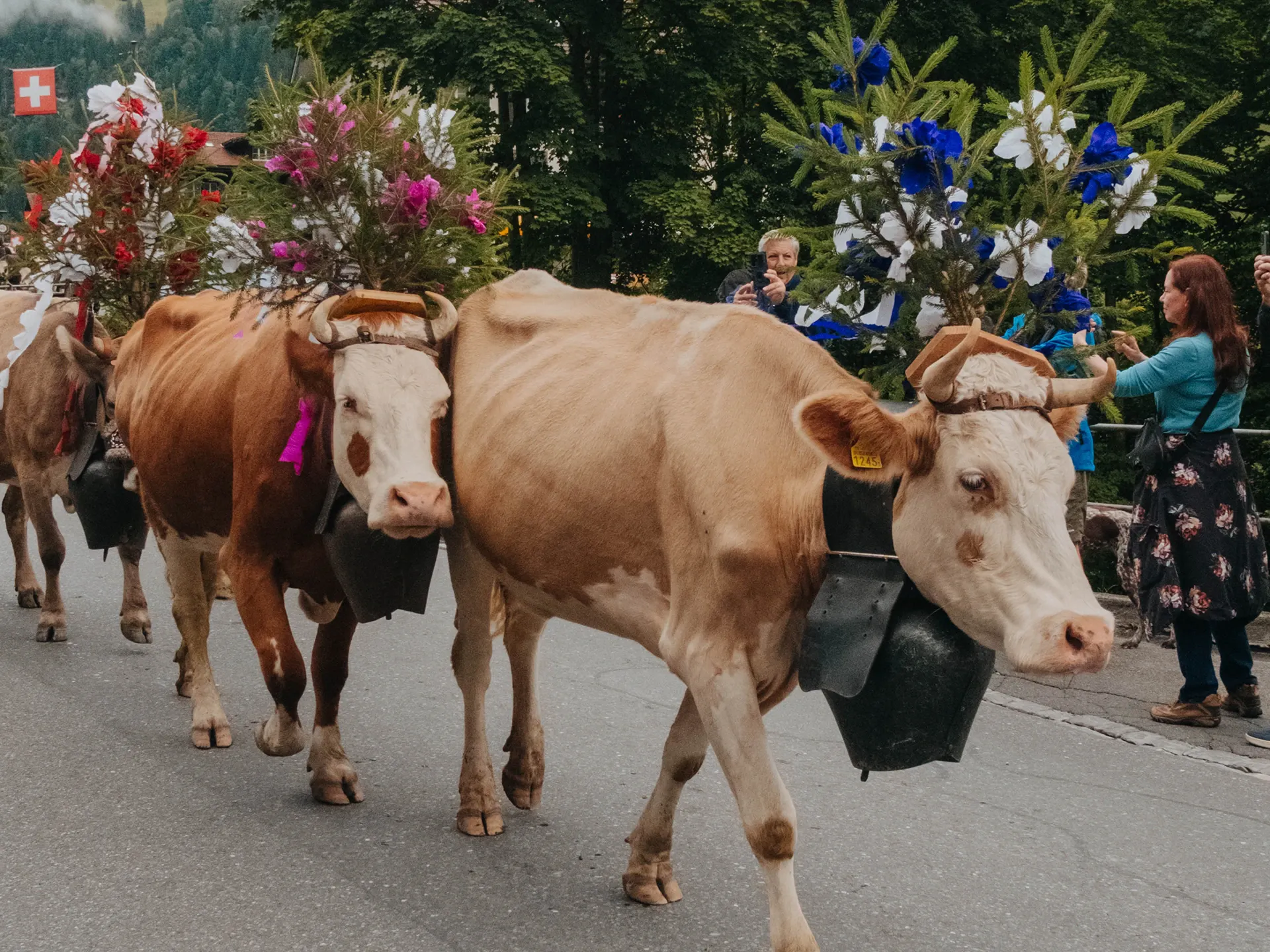 Alpabzug Lauterbrunnen mit geschmückten Kühen