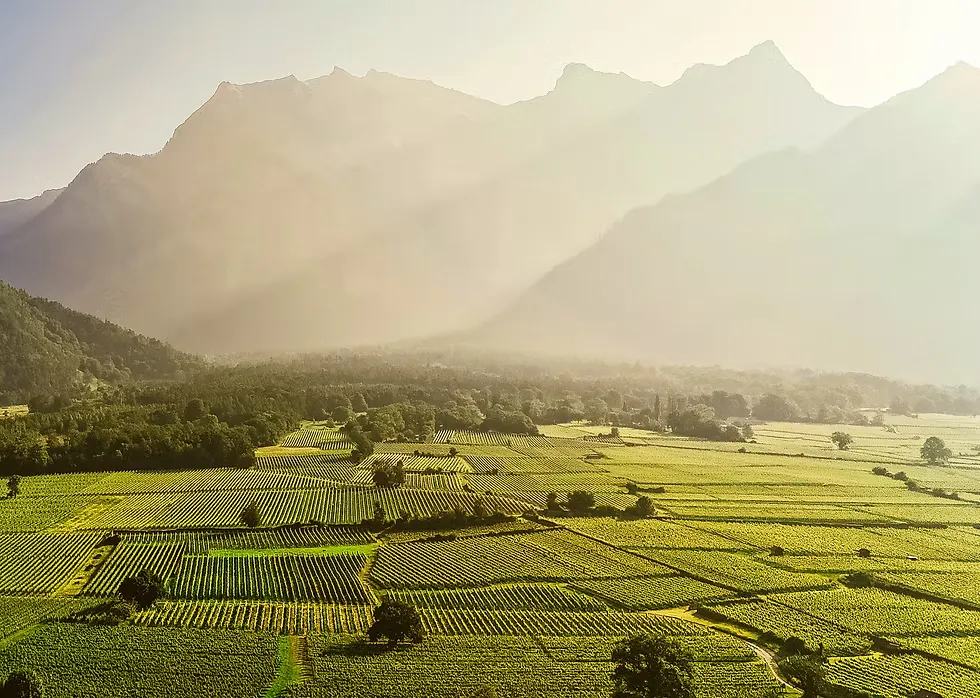 Maienfeld Weinreben mit Bergen im Hintergrund, Weinfest Malans