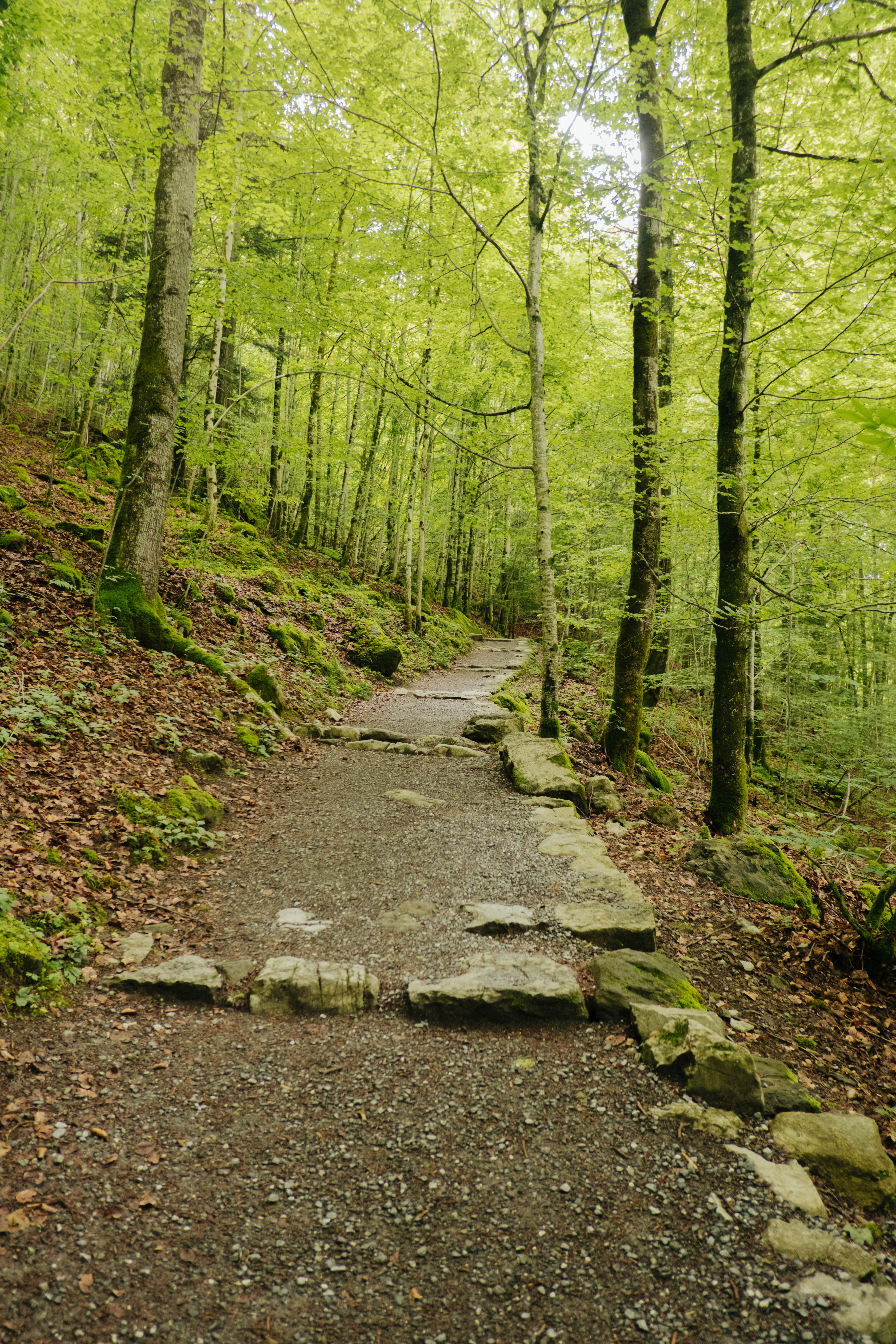 Rundgang durch den Wald der Giessbachfälle