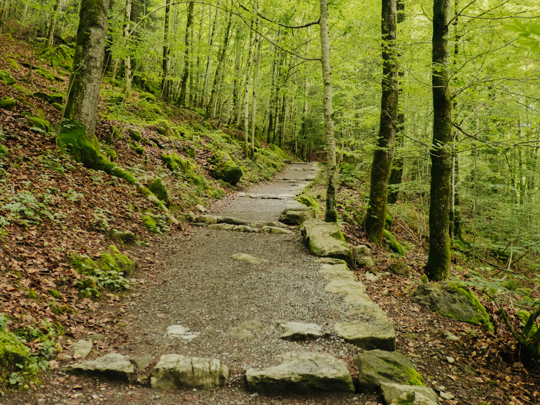 Rundgang durch den Wald der Giessbachfälle