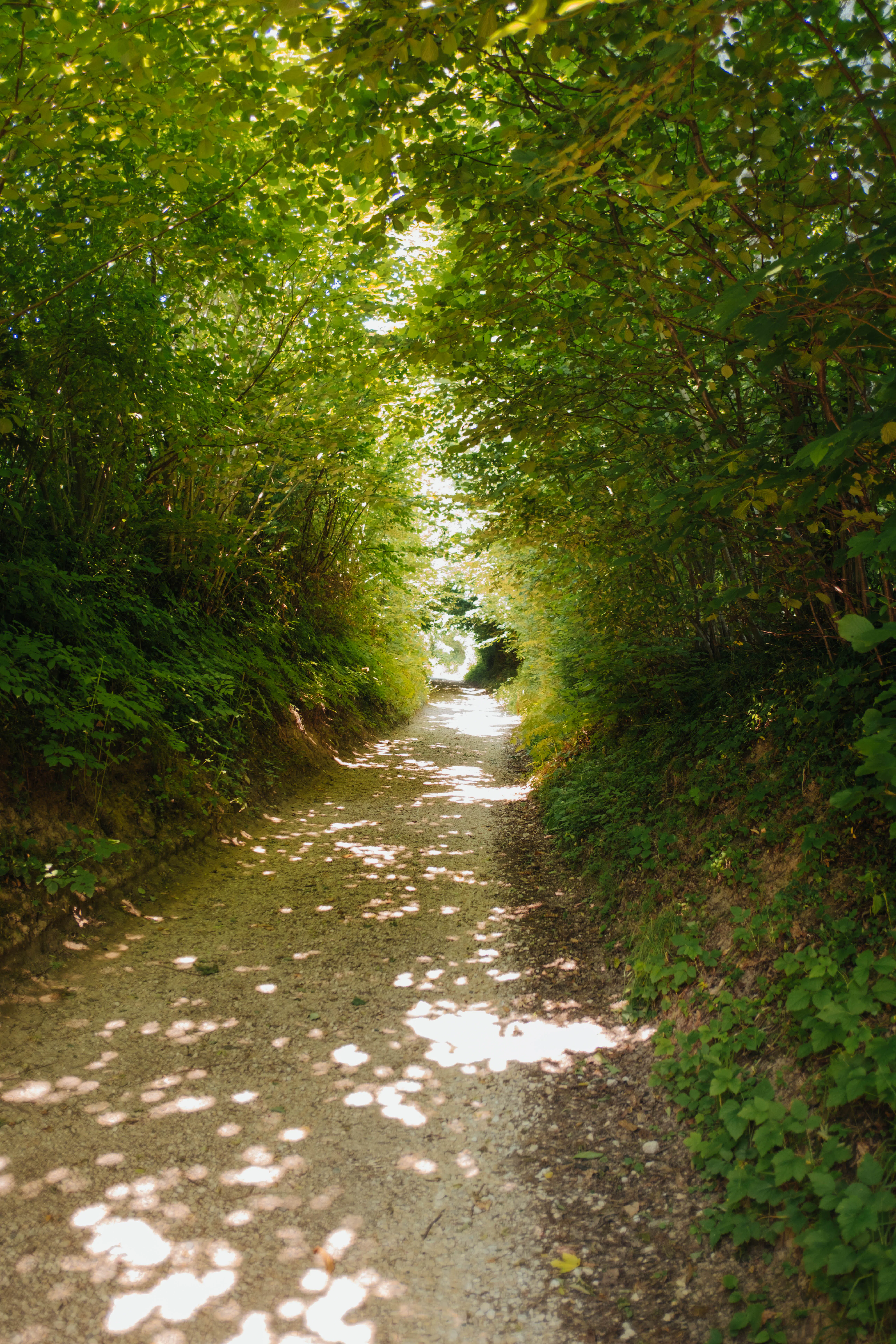 Kiesweg zwischen Büschen in Richtung Jolimont in Erlach