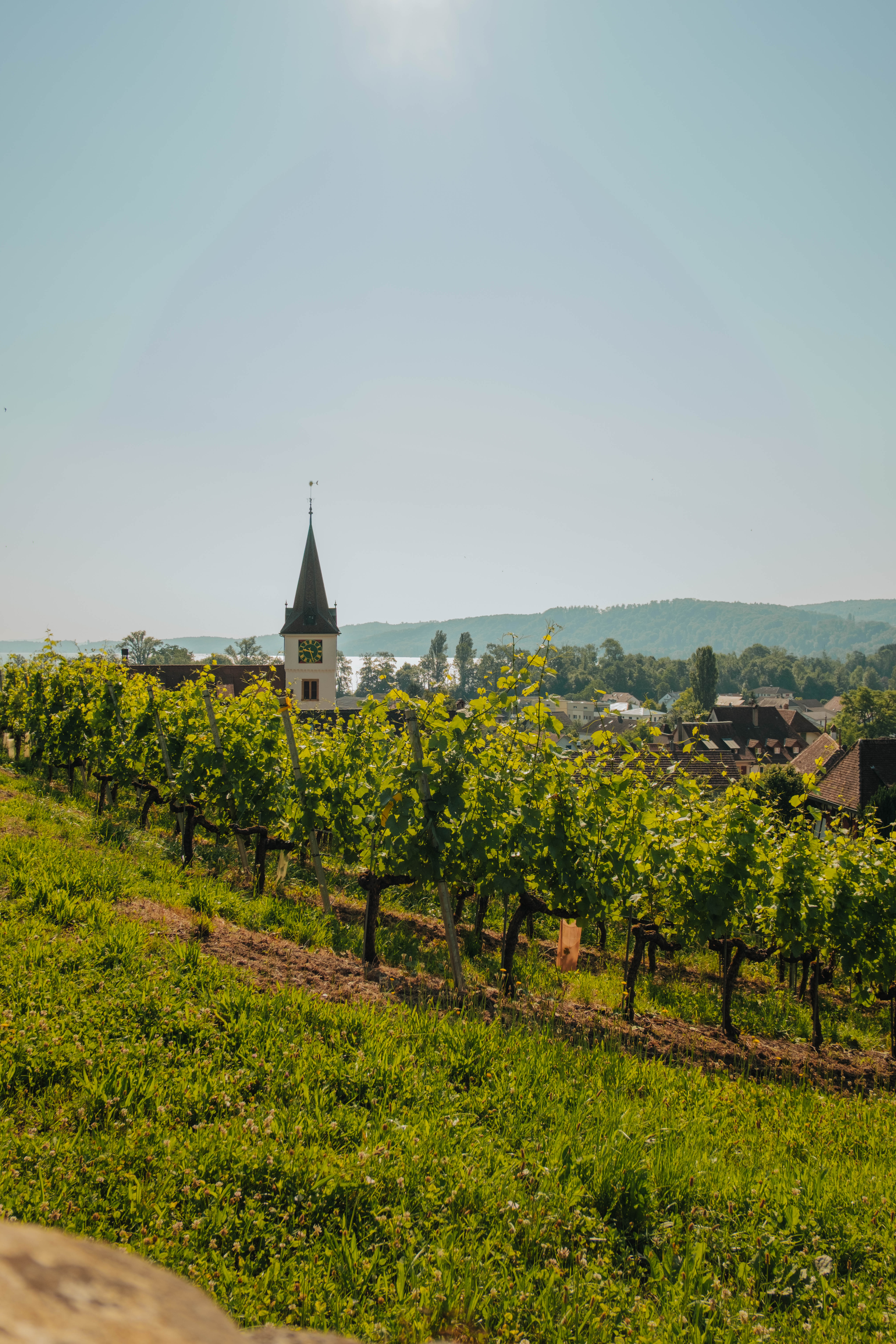 Rebberge von Erlach mit Kirche und See im Hintergrund