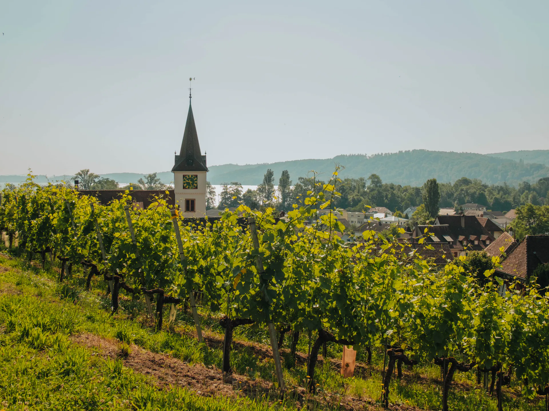 Rebberge von Erlach mit Kirche und See im Hintergrund