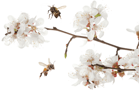 Almond flowers with bees