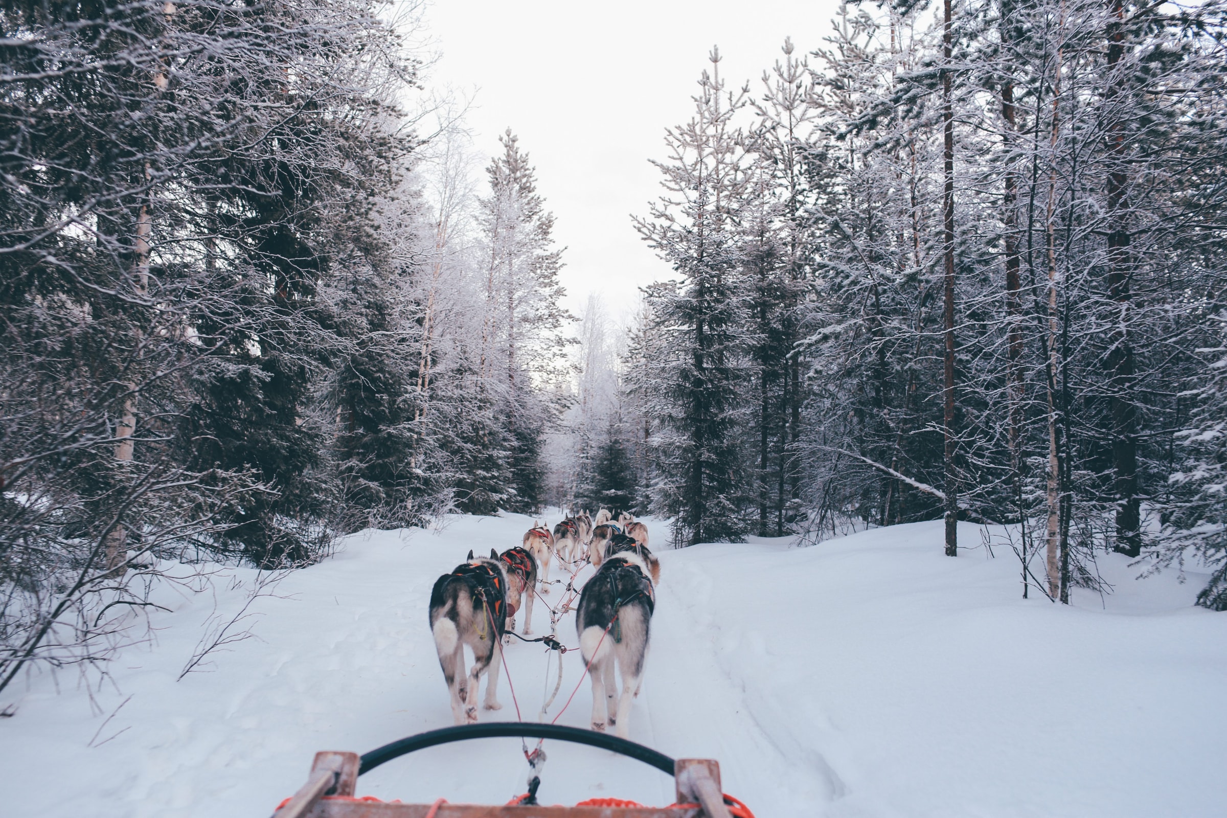 Bothnia sled cheap dog adventures