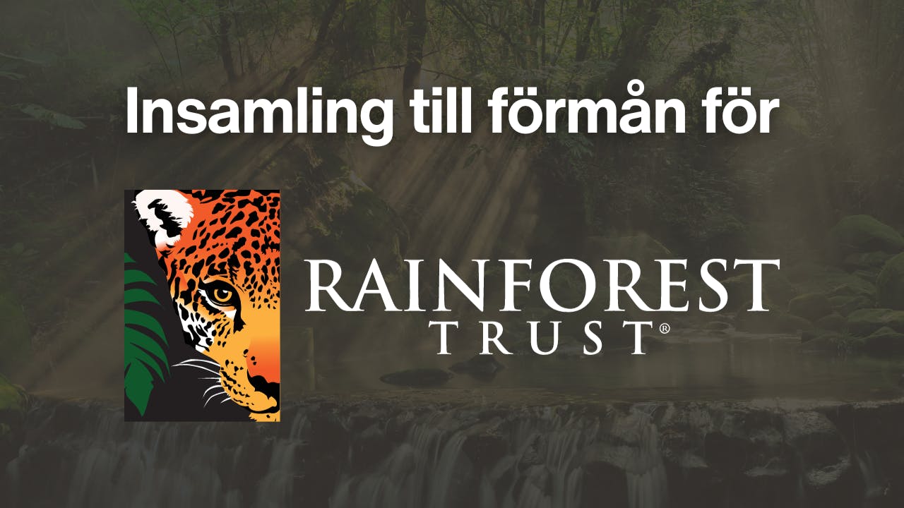 Insamling till förmån för Rainforest Trust