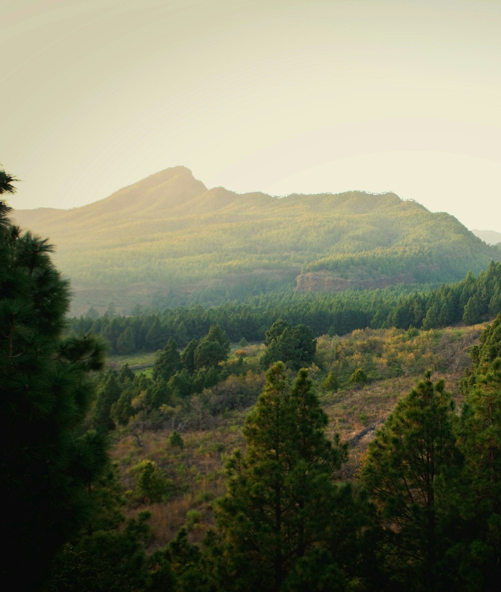 Canary Islands