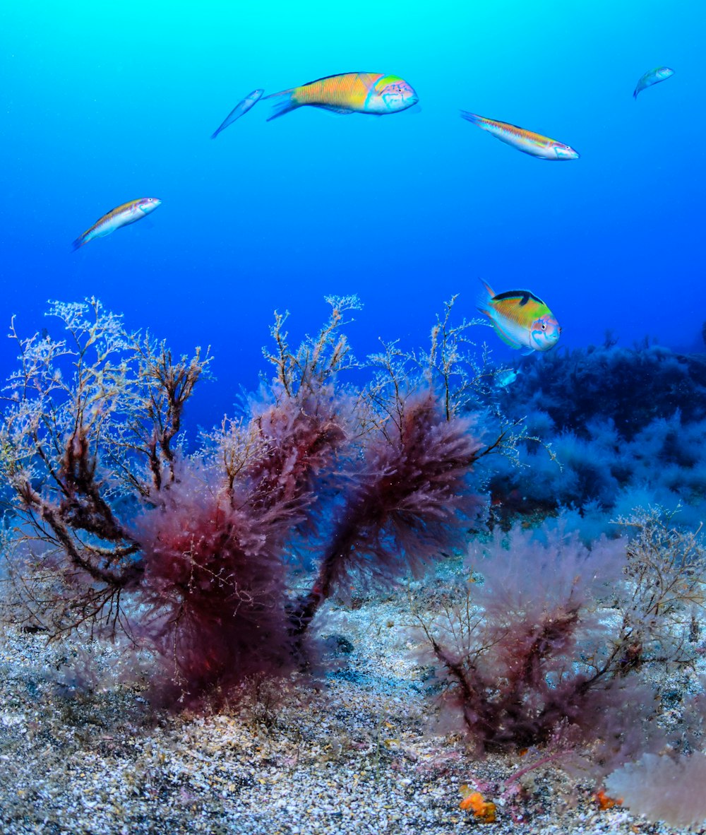 Canary Islands