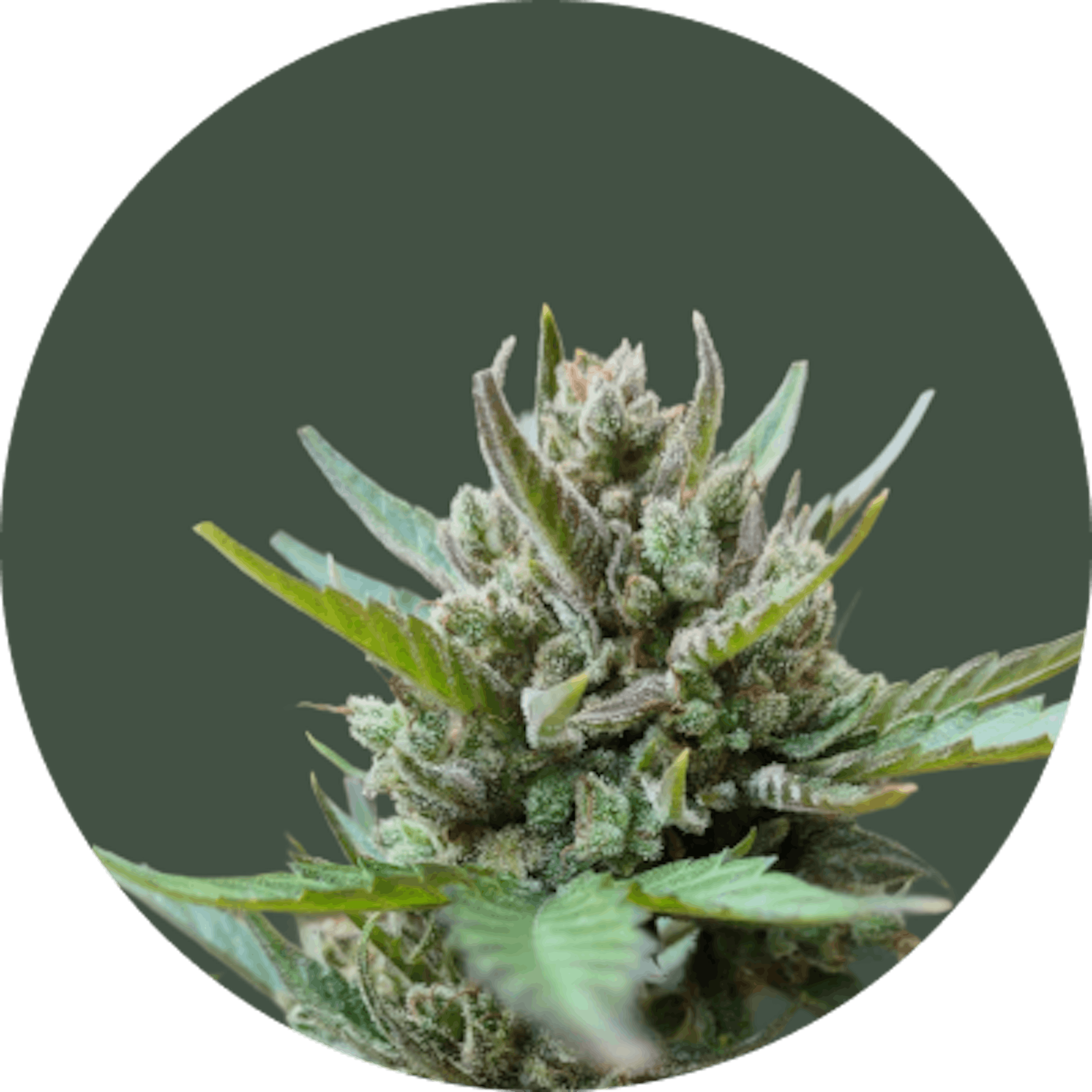 Close-up of a cannabis bud with pointed green leaves and visible resin glands, centered on a dark green circular background.