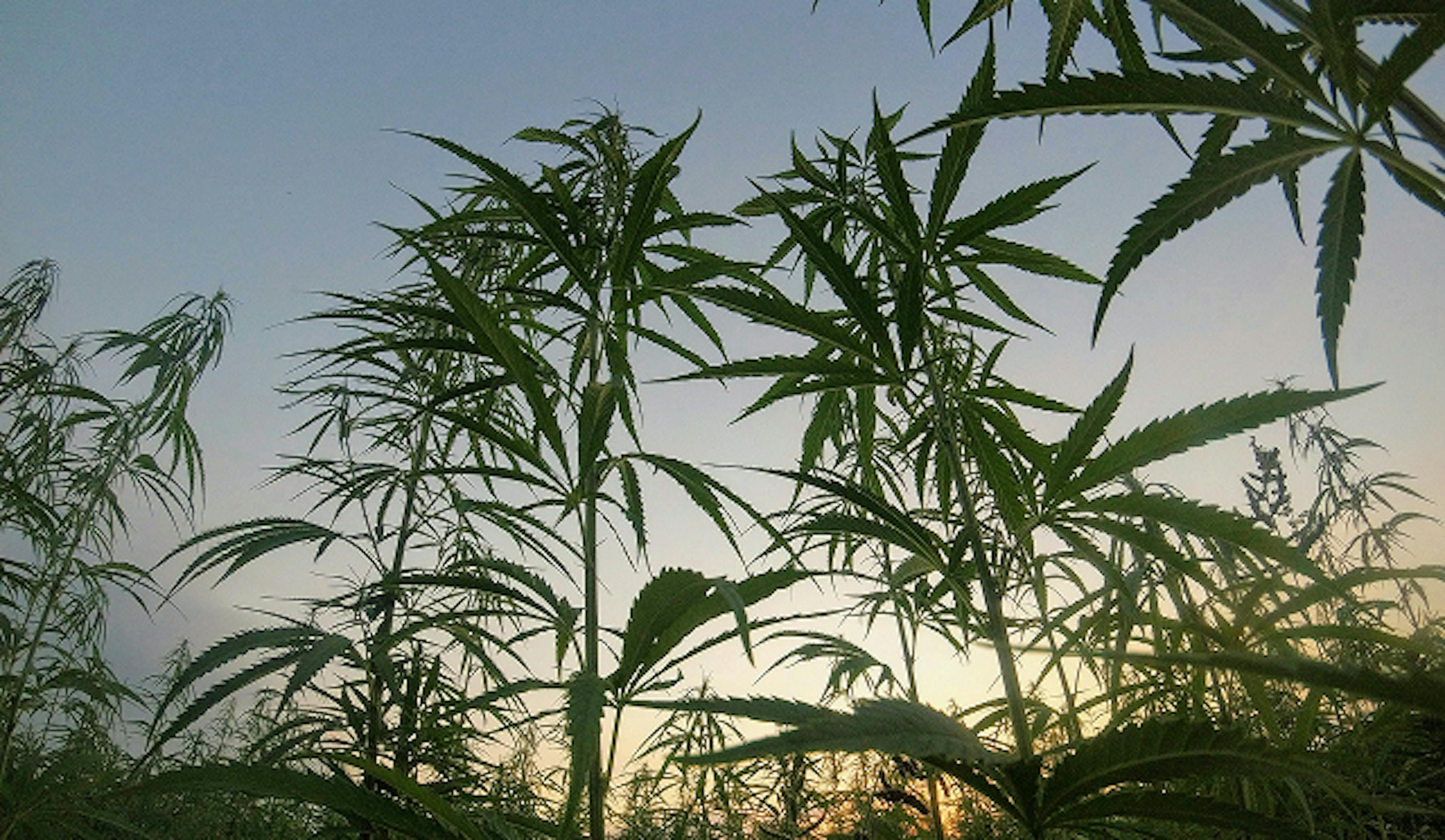 Low-angle view of tall cannabis plants in a dense field at sunset, silhouetted against a clear sky with soft, golden light on the horizon.