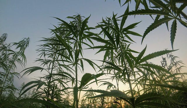 Low-angle view of tall cannabis plants in a dense field at sunset, silhouetted against a clear sky with soft, golden light on the horizon.