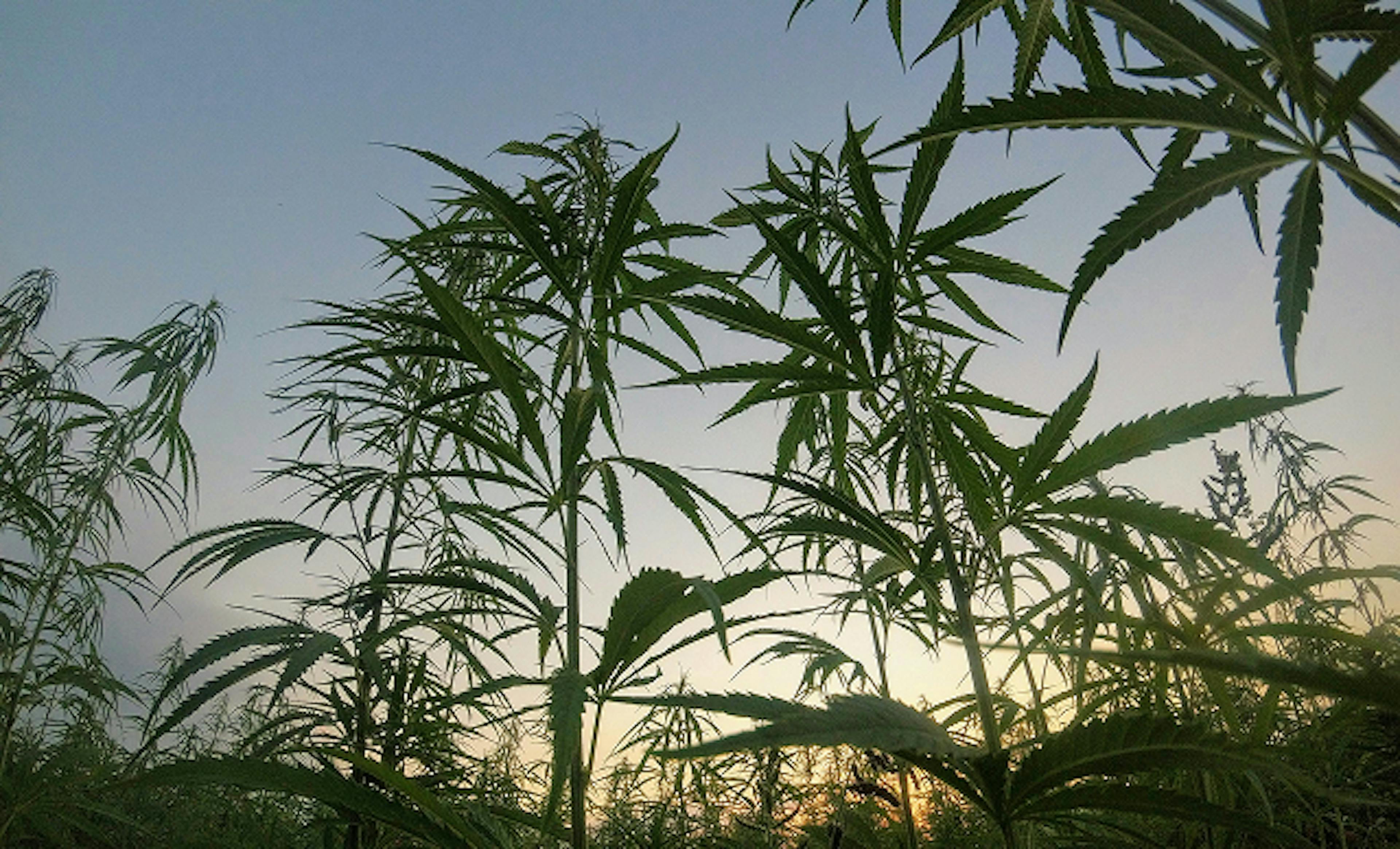 Low-angle view of tall cannabis plants in a dense field at sunset, silhouetted against a clear sky with soft, golden light on the horizon.