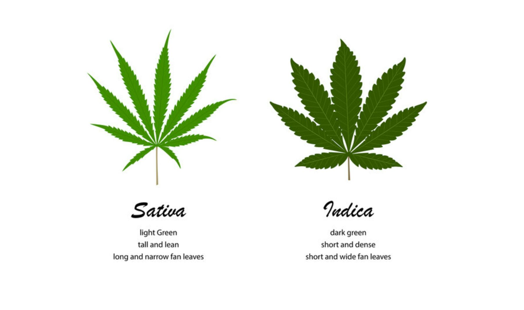 Comparison chart of sativa and indica cannabis leaves showing differences in color, shape, and leaf structure

Ask ChatGPT