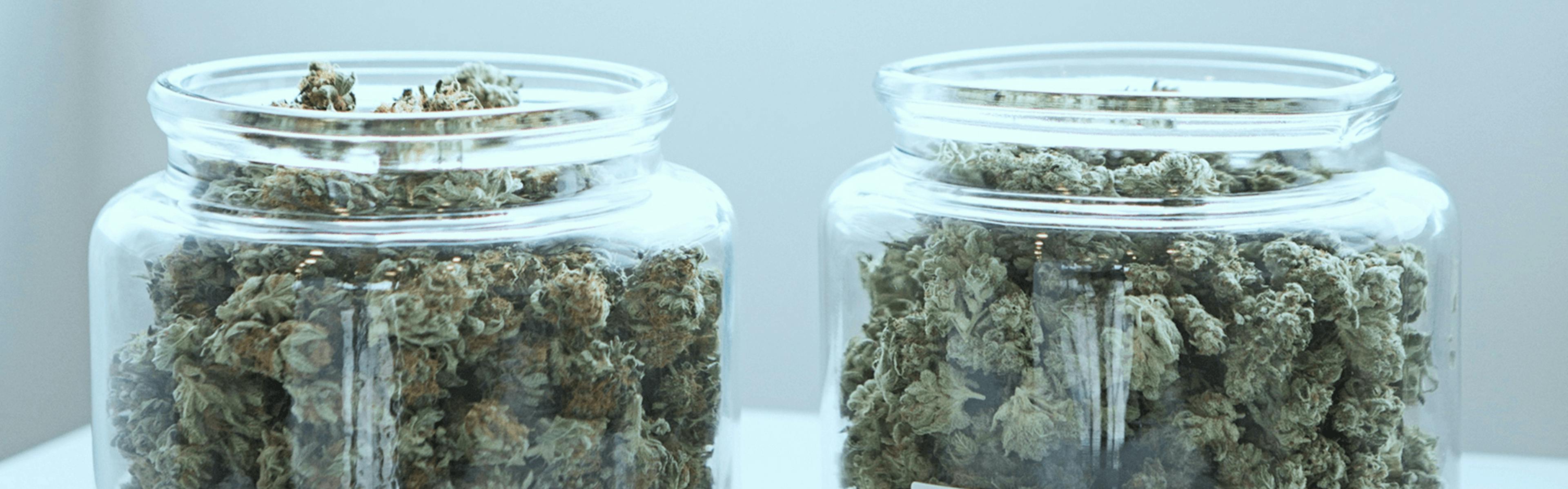 Two glass jars filled with dried cannabis buds on a white reflective surface