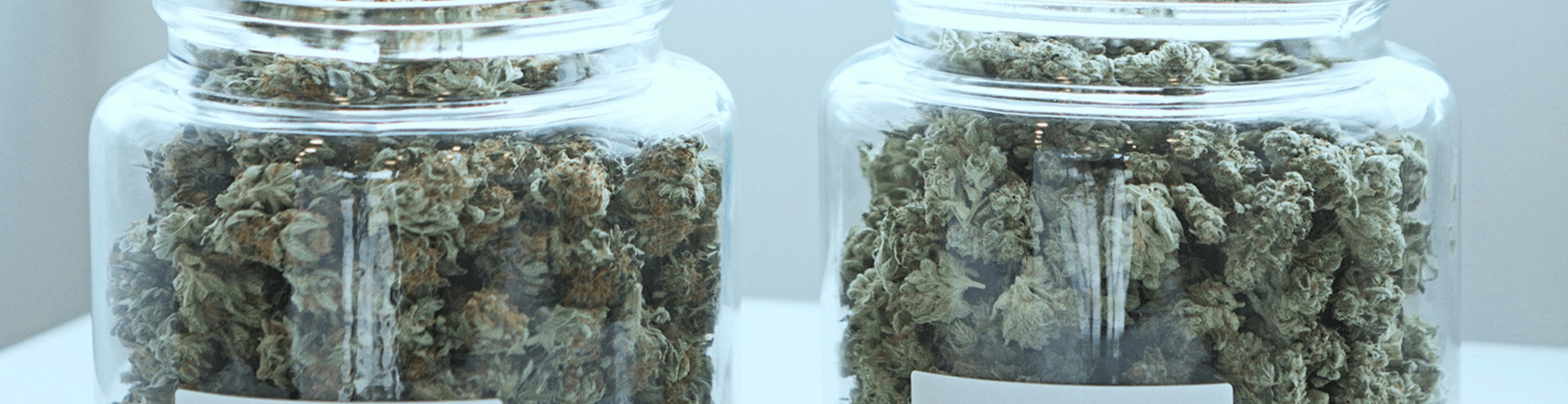 Two glass jars filled with dried cannabis buds on a white reflective surface