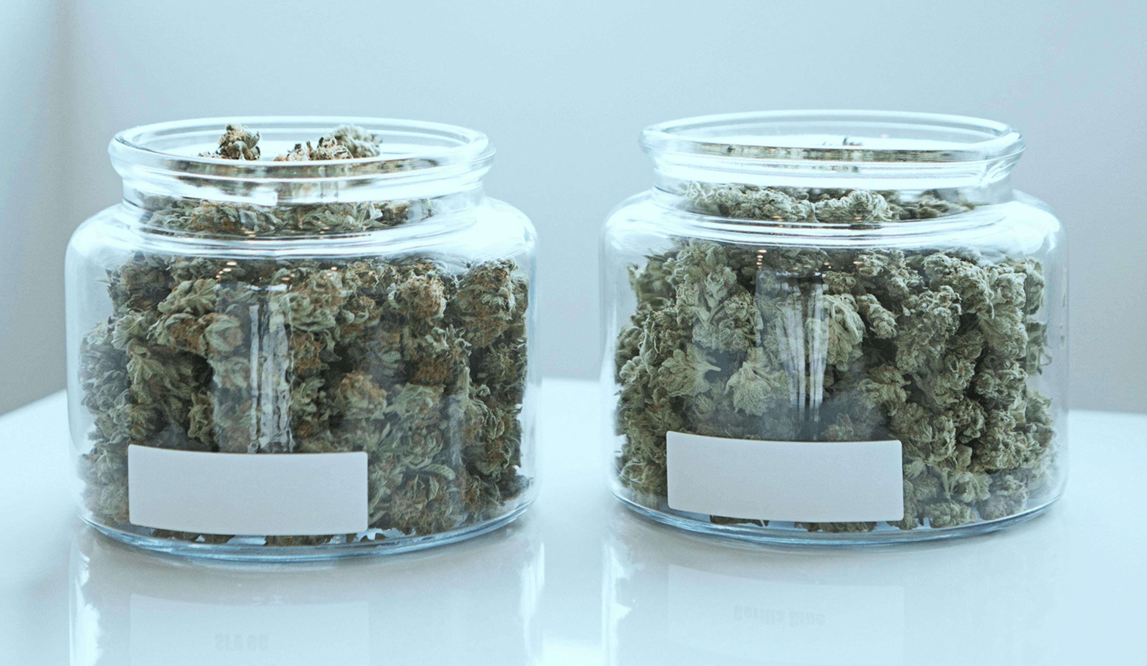 Two glass jars filled with dried cannabis buds on a white reflective surface