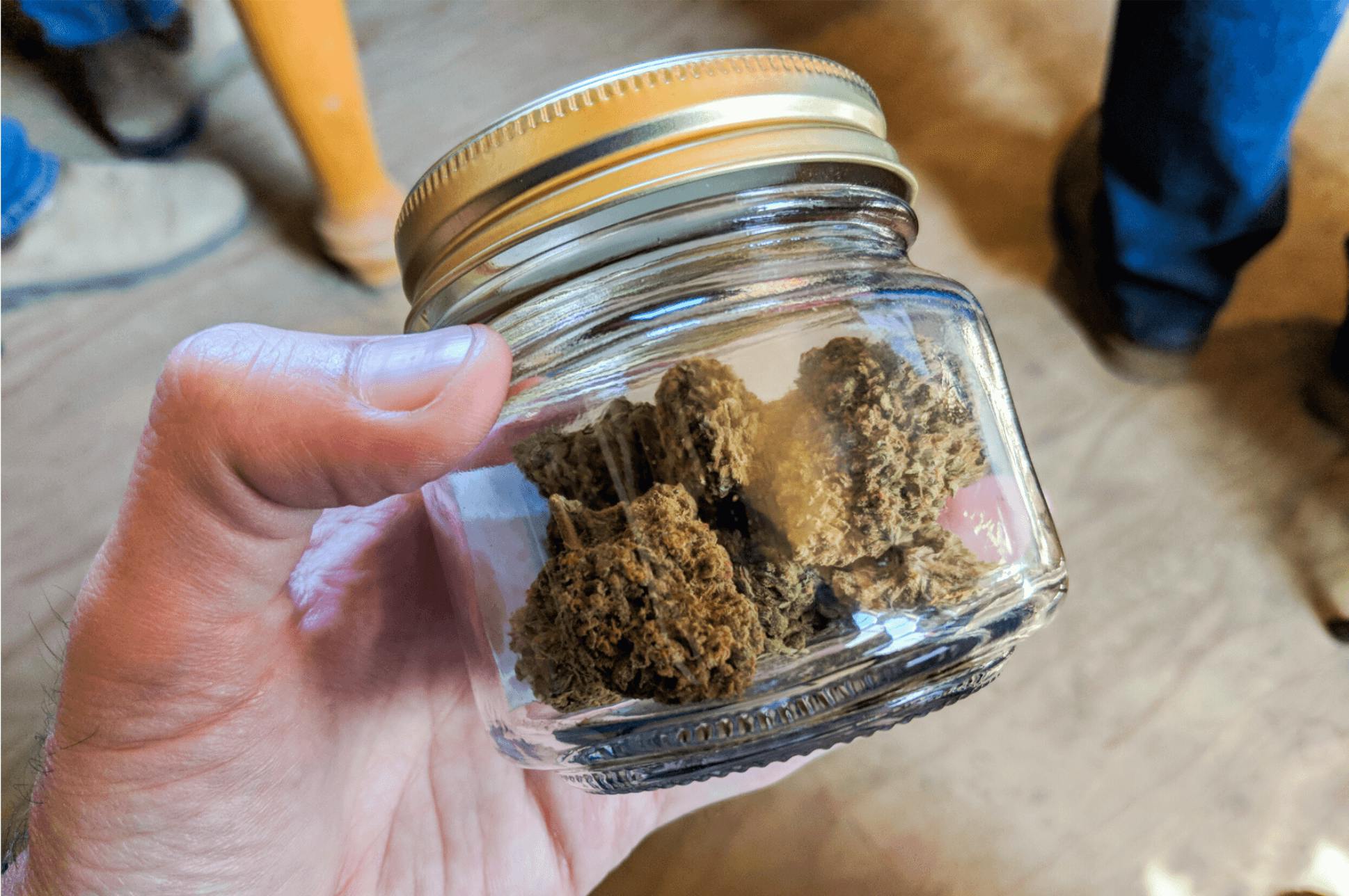 Hand holding a sealed glass jar filled with cannabis buds indoors