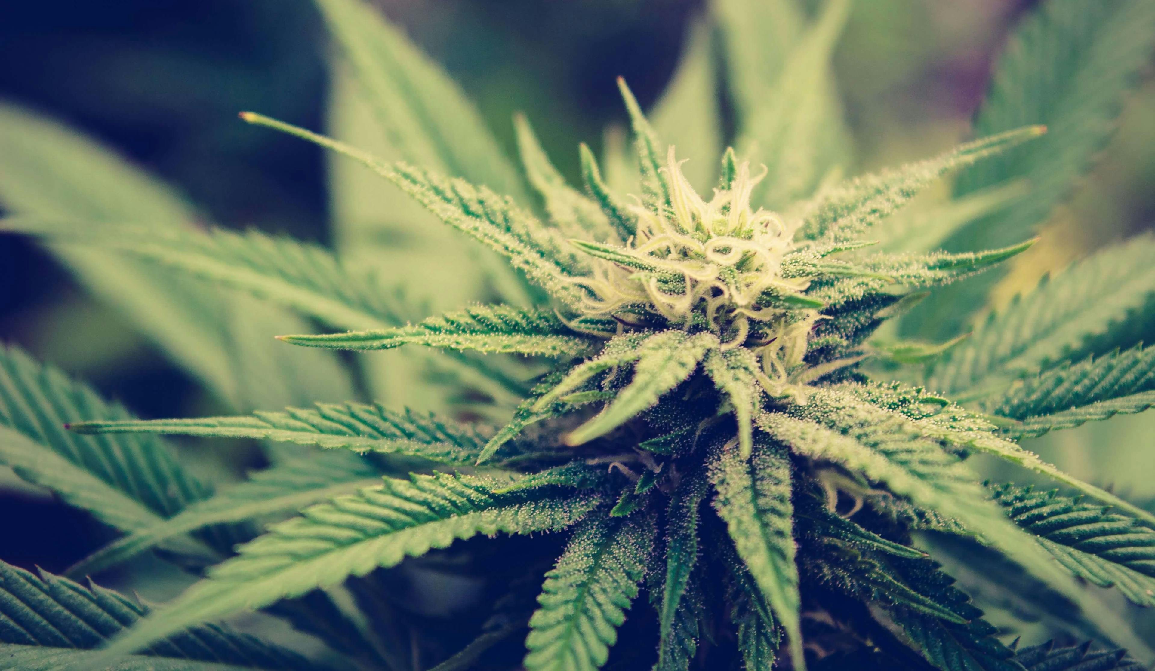 Close-up of a flowering cannabis plant with white pistils and green leaves in natural light