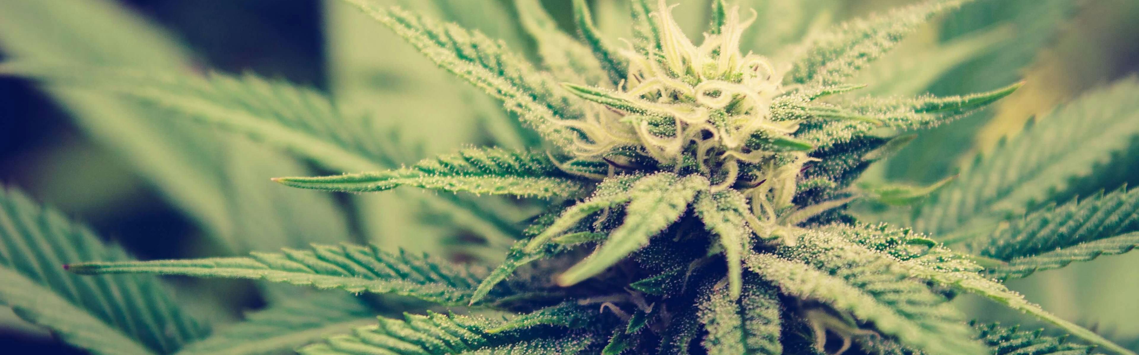 Close-up of a flowering cannabis plant with white pistils and green leaves in natural light