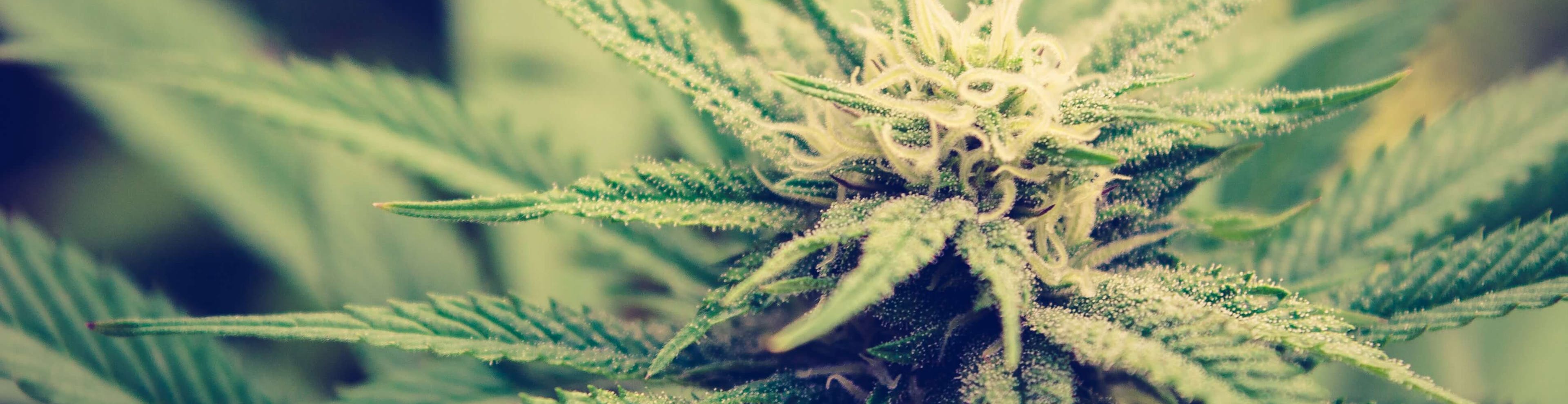 Close-up of a flowering cannabis plant with white pistils and green leaves in natural light