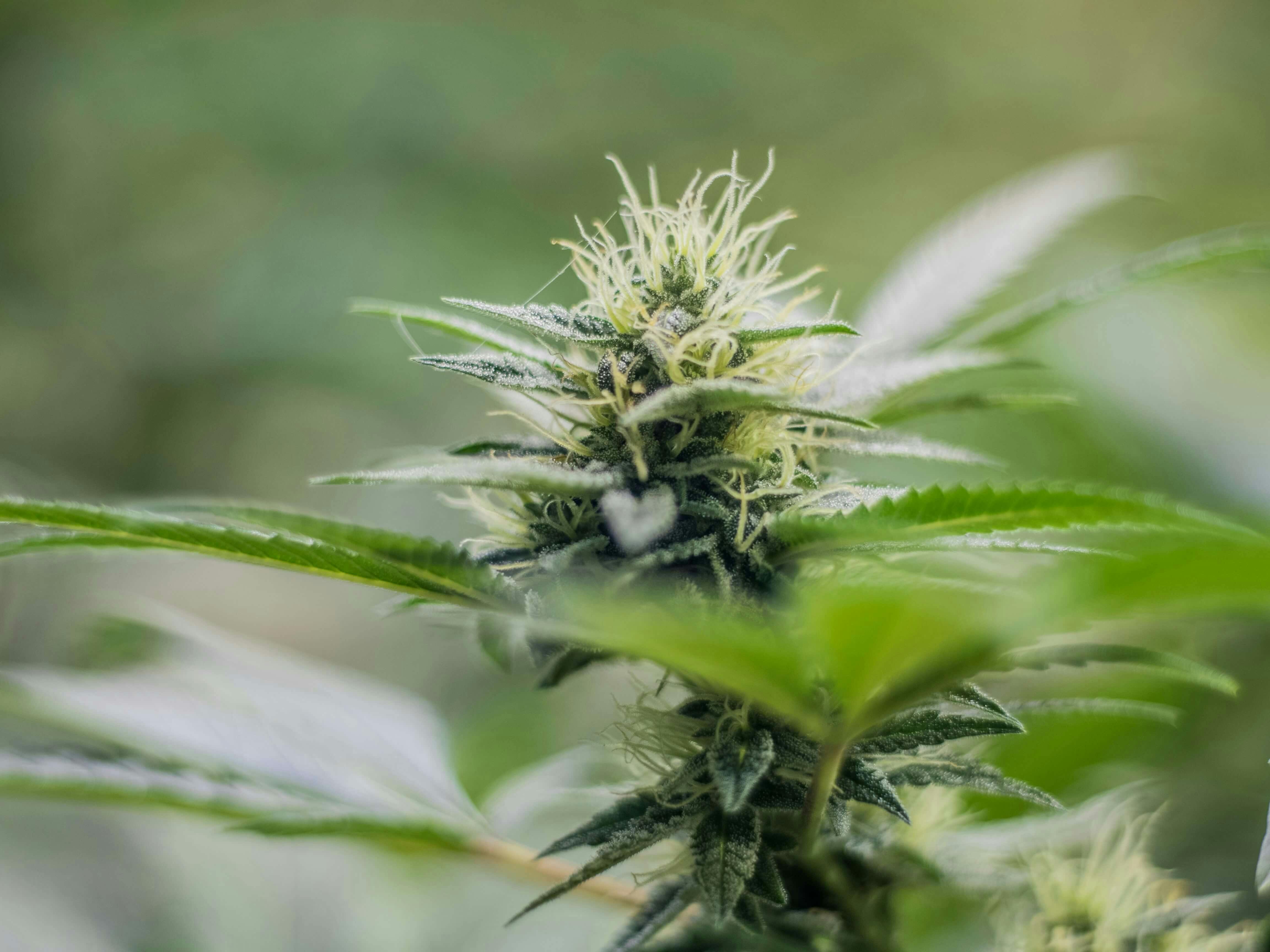 Macro shot of a mature cannabis bud covered in trichomes and surrounded by serrated leaves