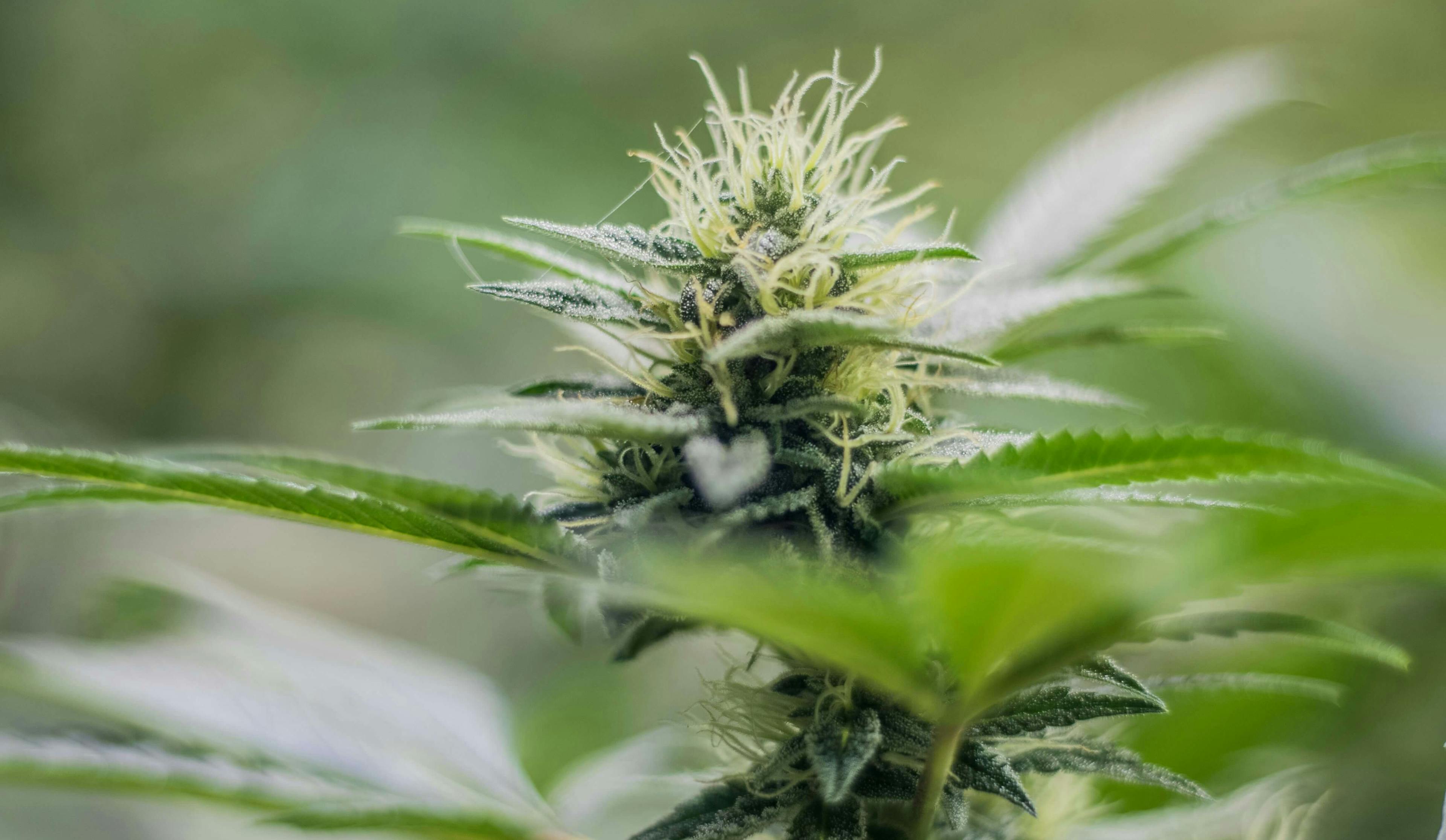 Macro shot of a mature cannabis bud covered in trichomes and surrounded by serrated leaves
