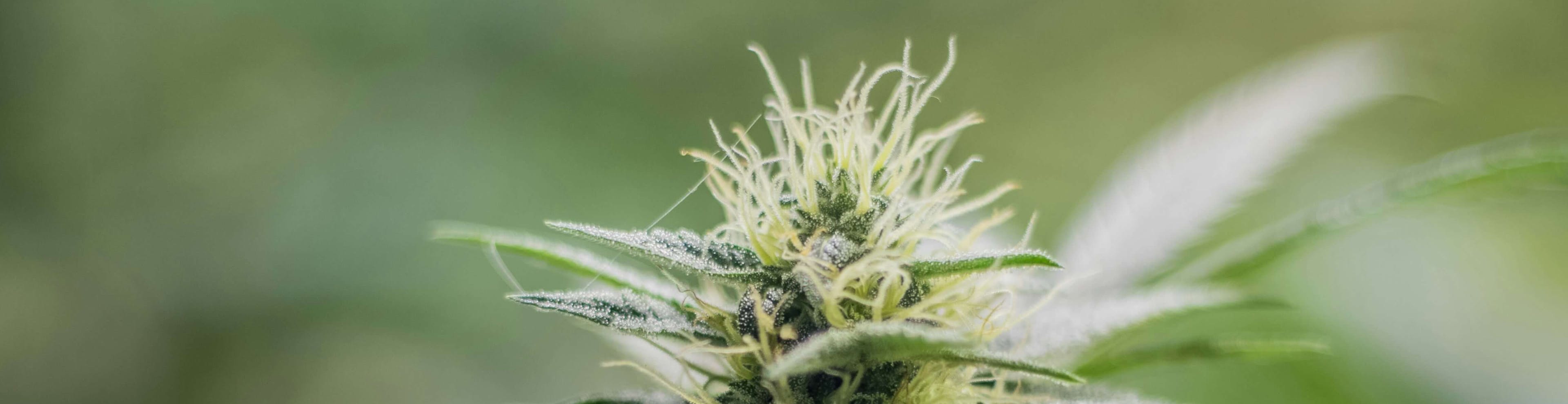 Macro shot of a mature cannabis bud covered in trichomes and surrounded by serrated leaves
