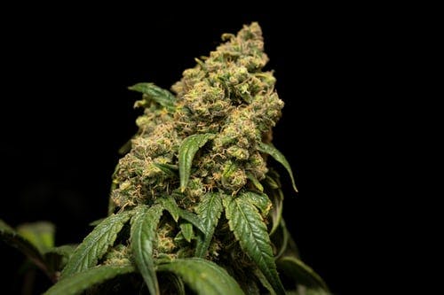 10 Strains Worth Trying