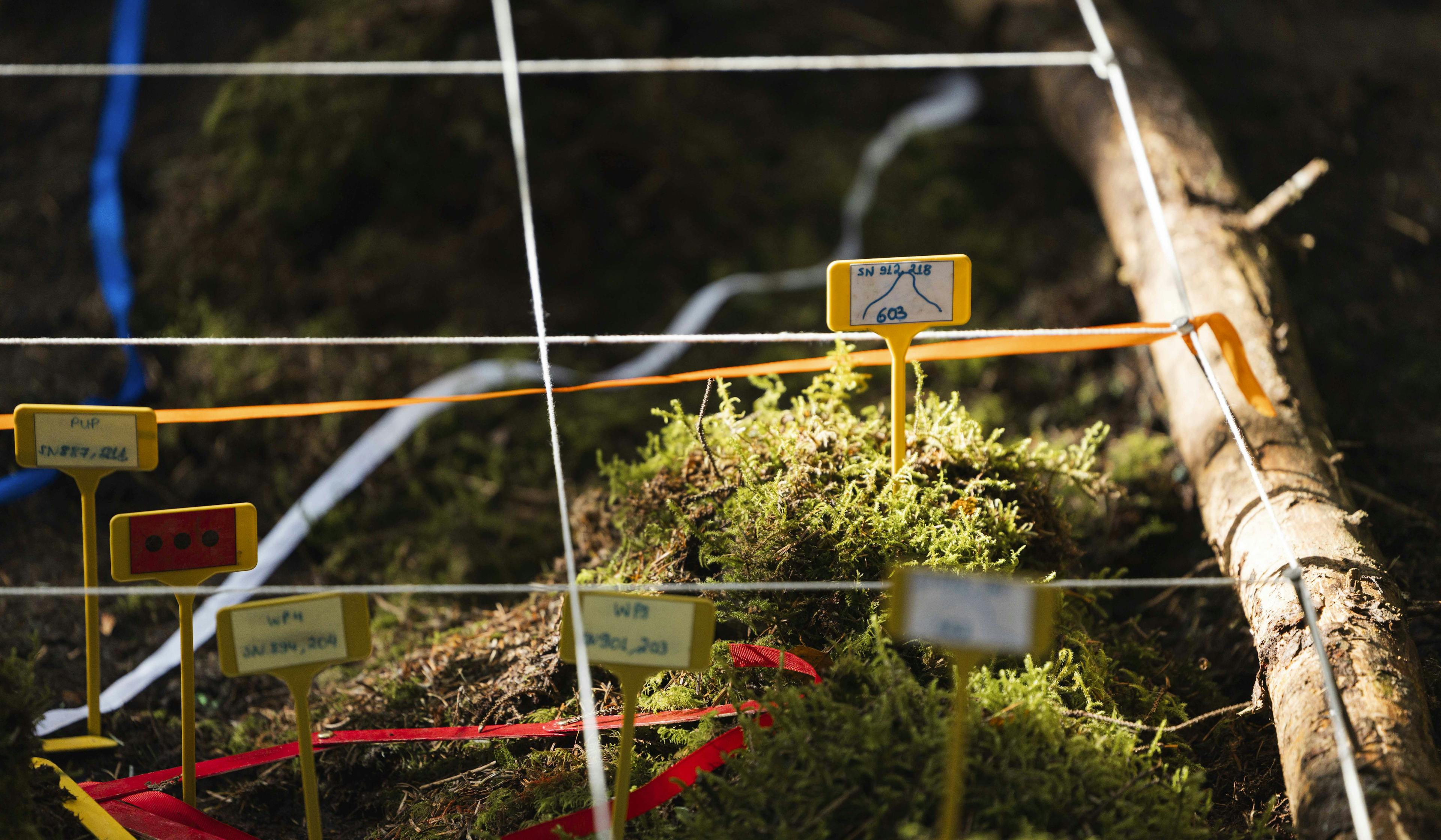 Uses flags, earth in mounds and sticks to represent planning for all outcomes. (c) Crown. Orginally taken at the Cambrian Patrol 2025. The model was used to deliver a set of orders to the section.