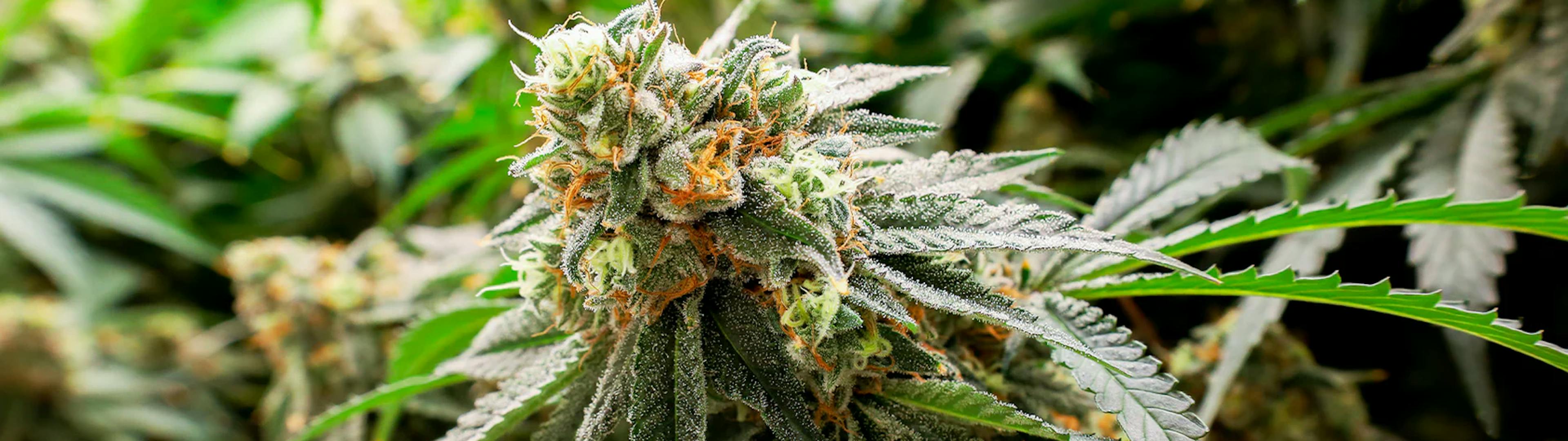 Picture of cannabis strain Wedding pie from Hillview Farms