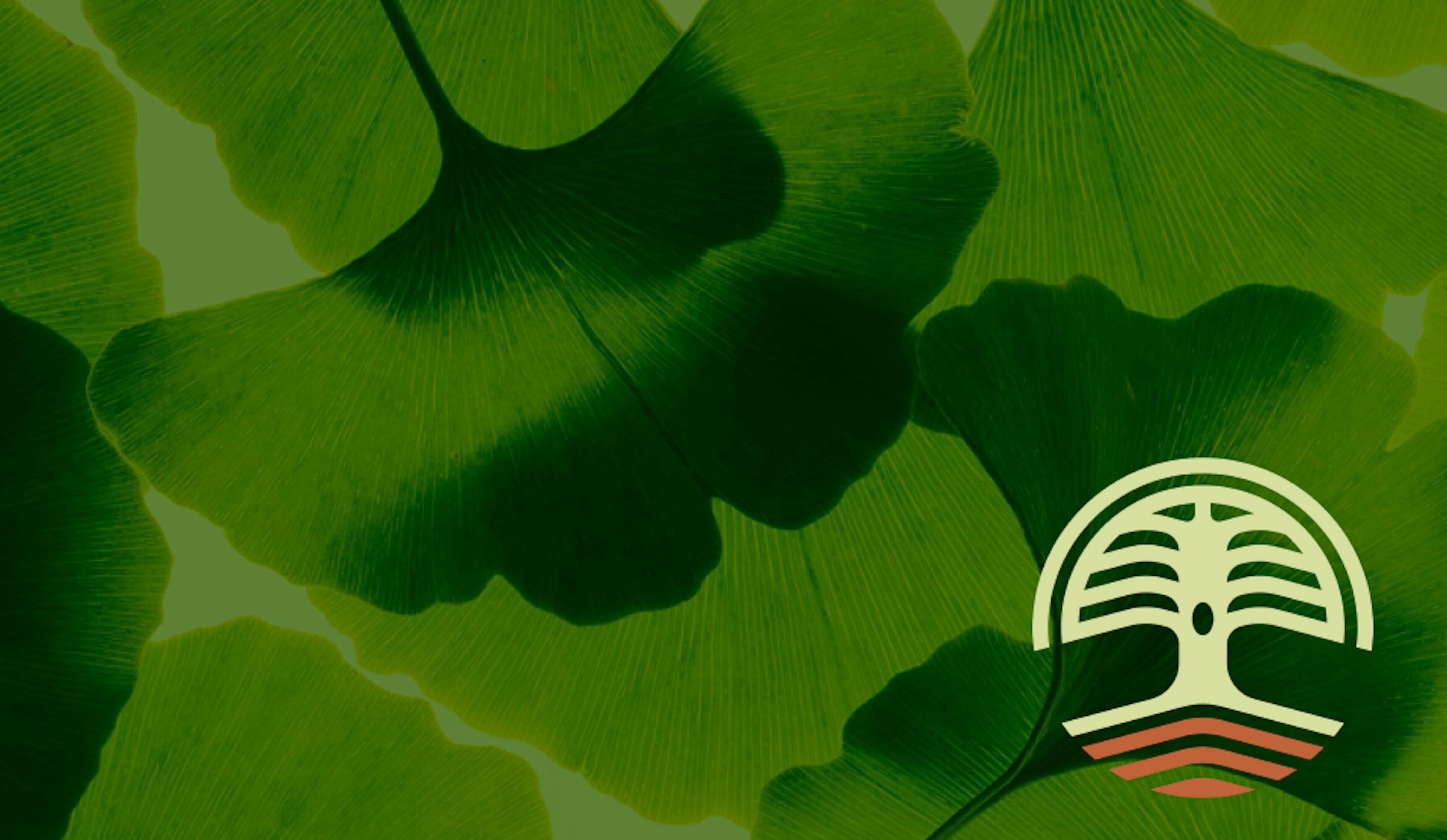A green banner made up of a leaf pattern with the Canopy Crossroad logo in the corner