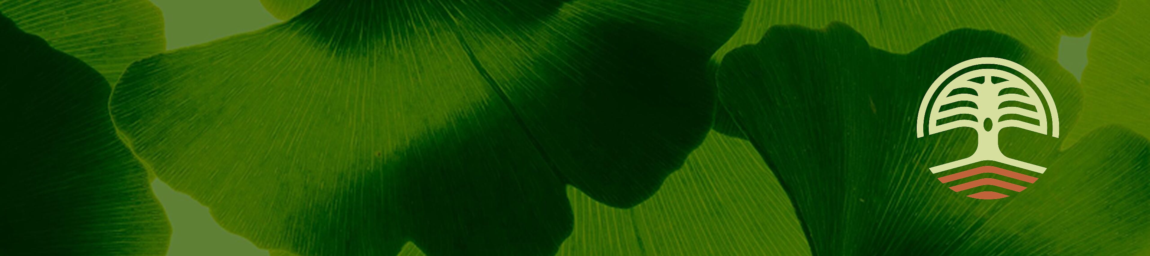 A green banner made up of a leaf pattern with the Canopy Crossroad logo in the corner