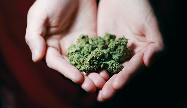 A photograph of hands outreached holding cannabis flower against a dark background.